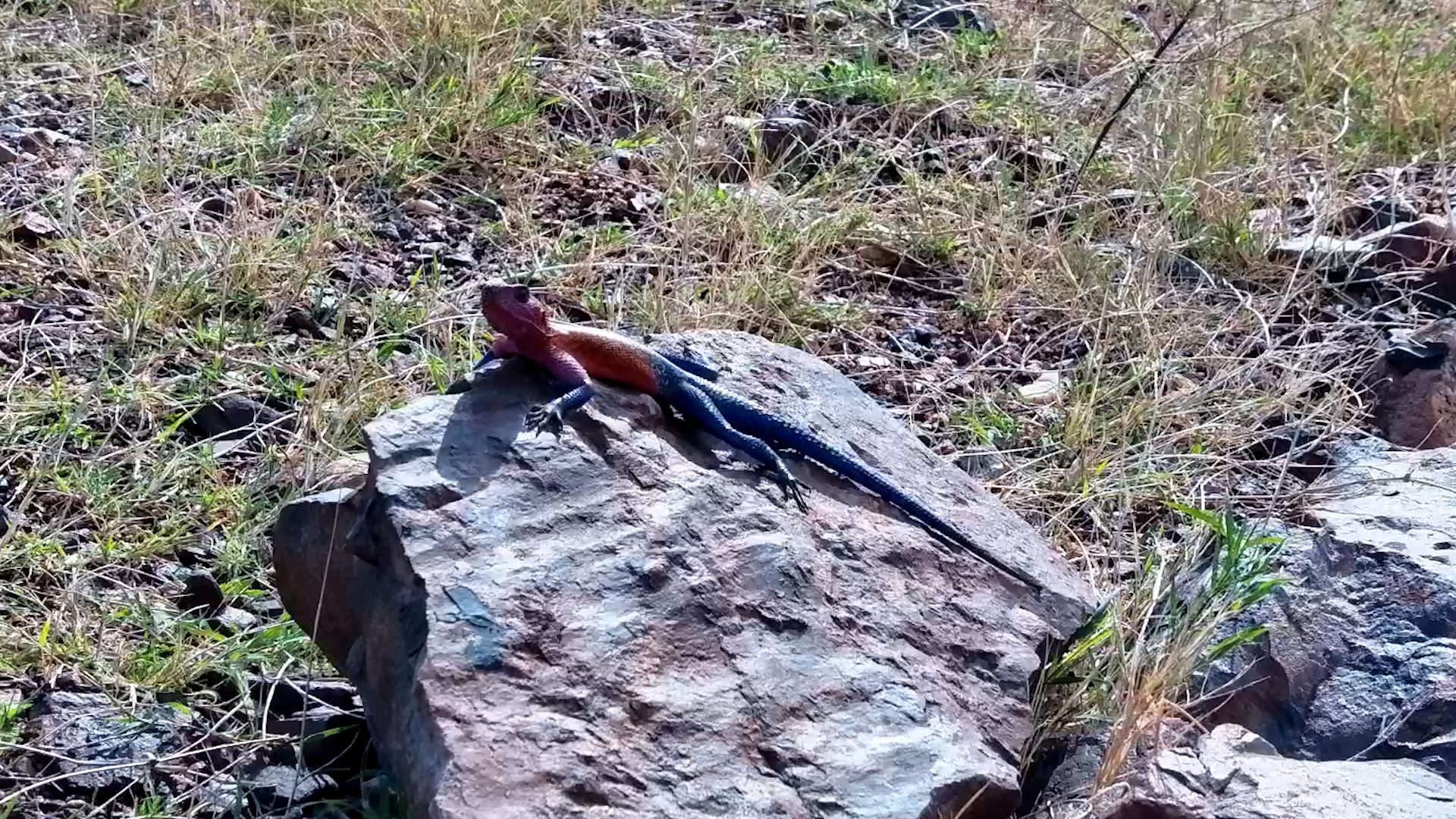 Mwanza Flat-Headed Rock Agama Basks in the Wild