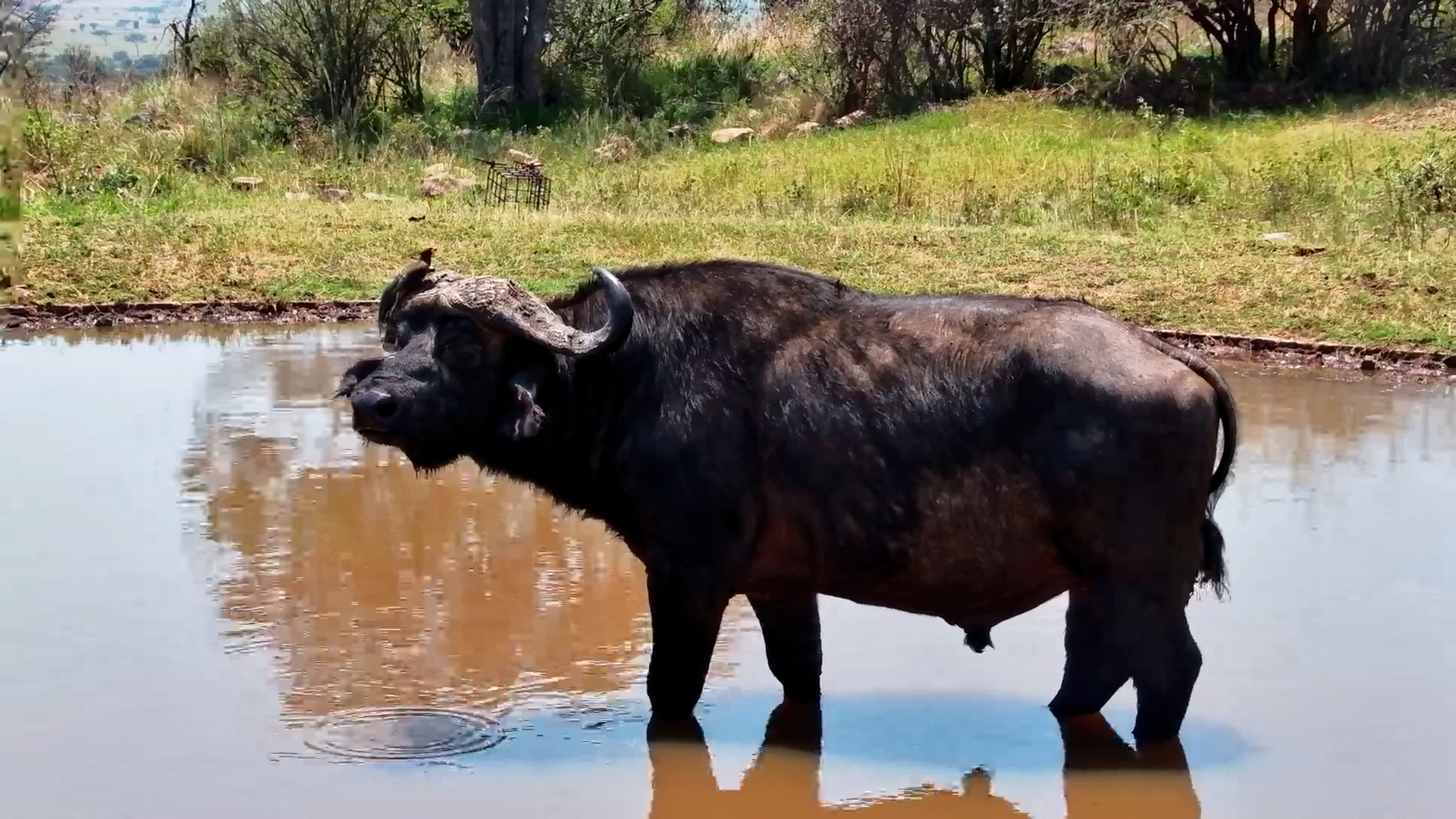 Buffalo Bulls Cool Off at Serengeti Explorer Waterhole