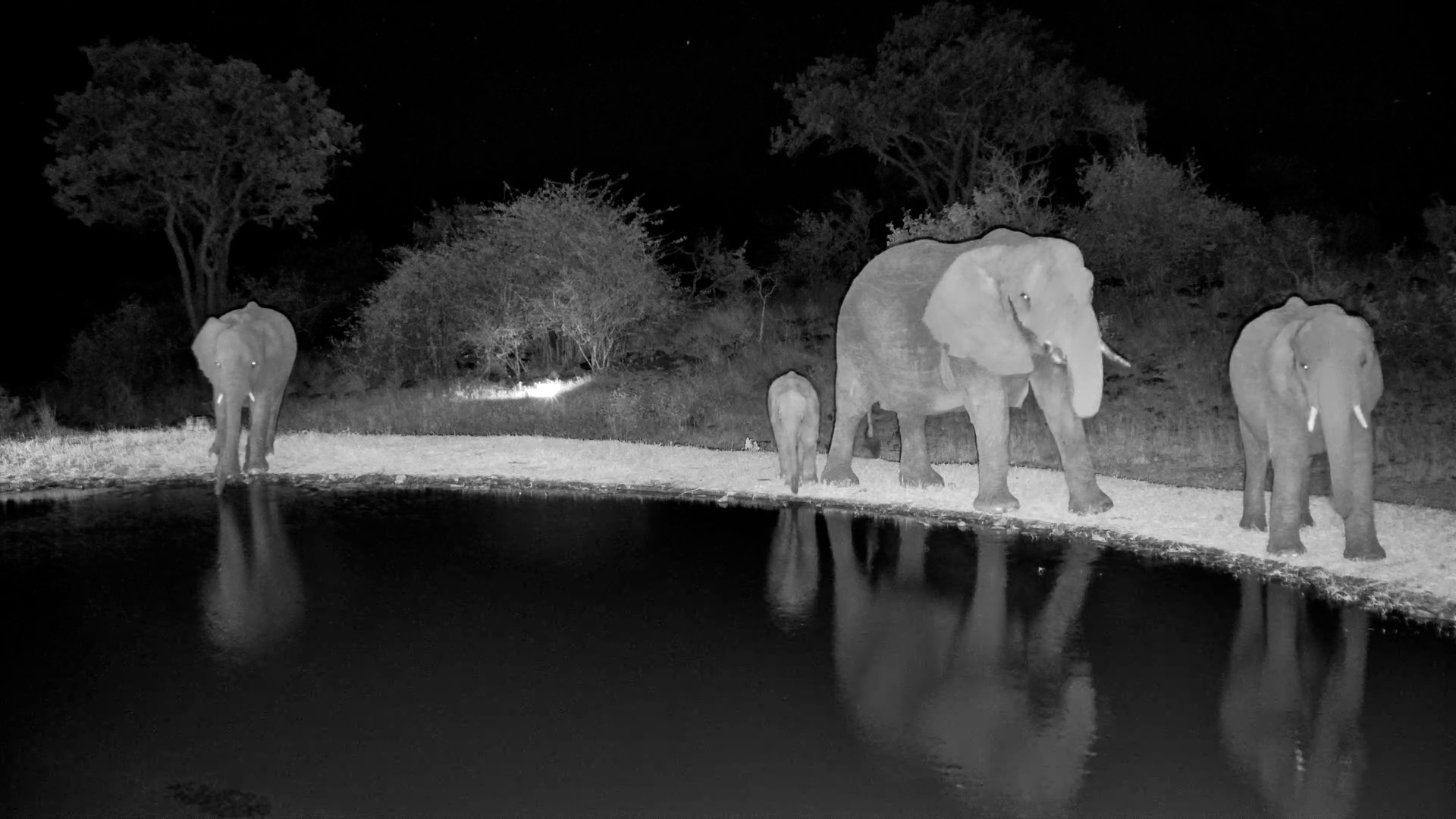 Elephant Herd Explores Serengeti Waterhole After Dark