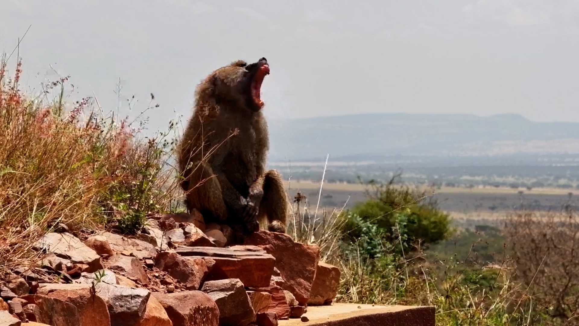 An Olive Baboon Relaxing With the Perfect View