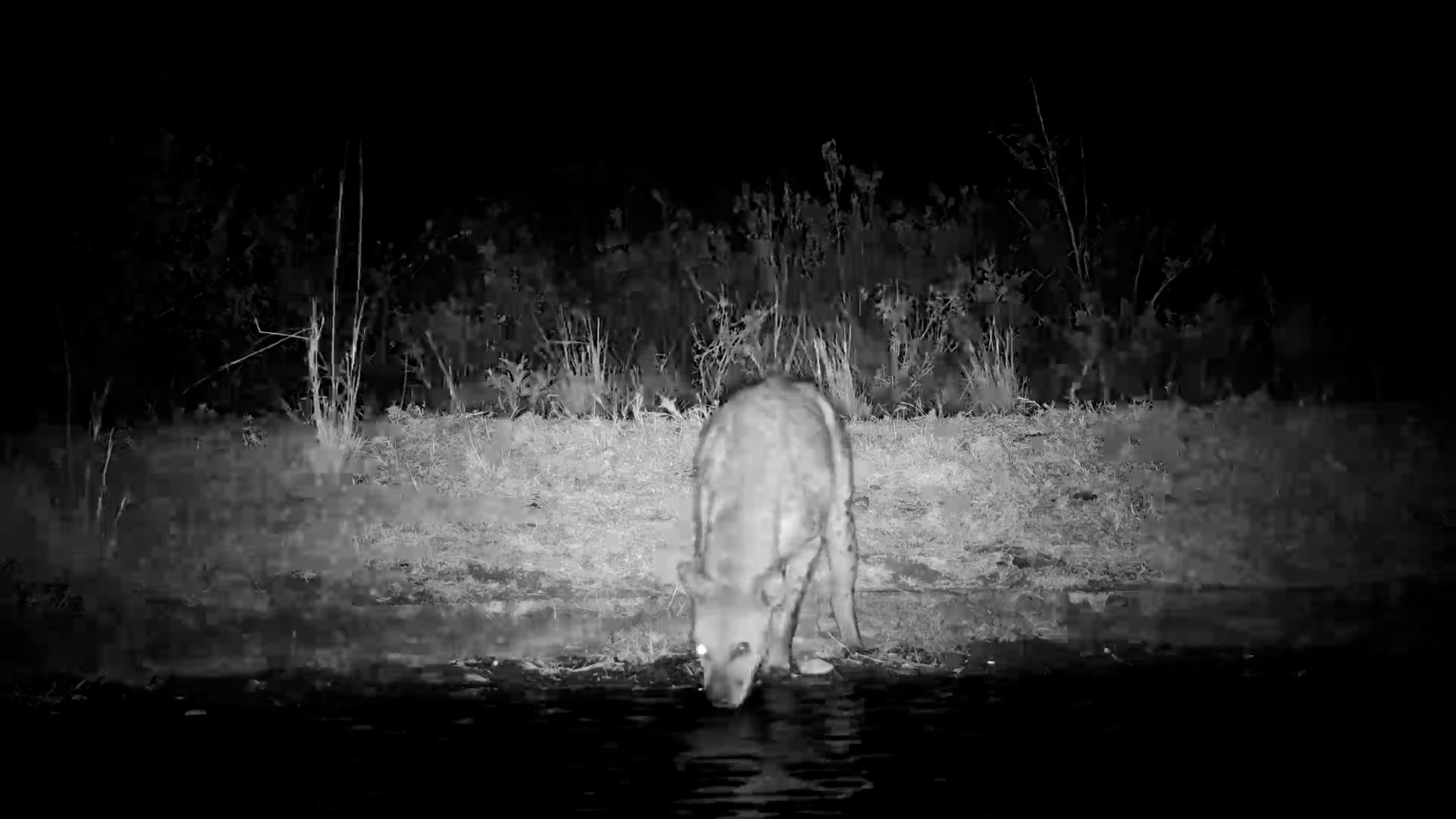 Spotted Hyena Arrives at Serengeti Waterhole