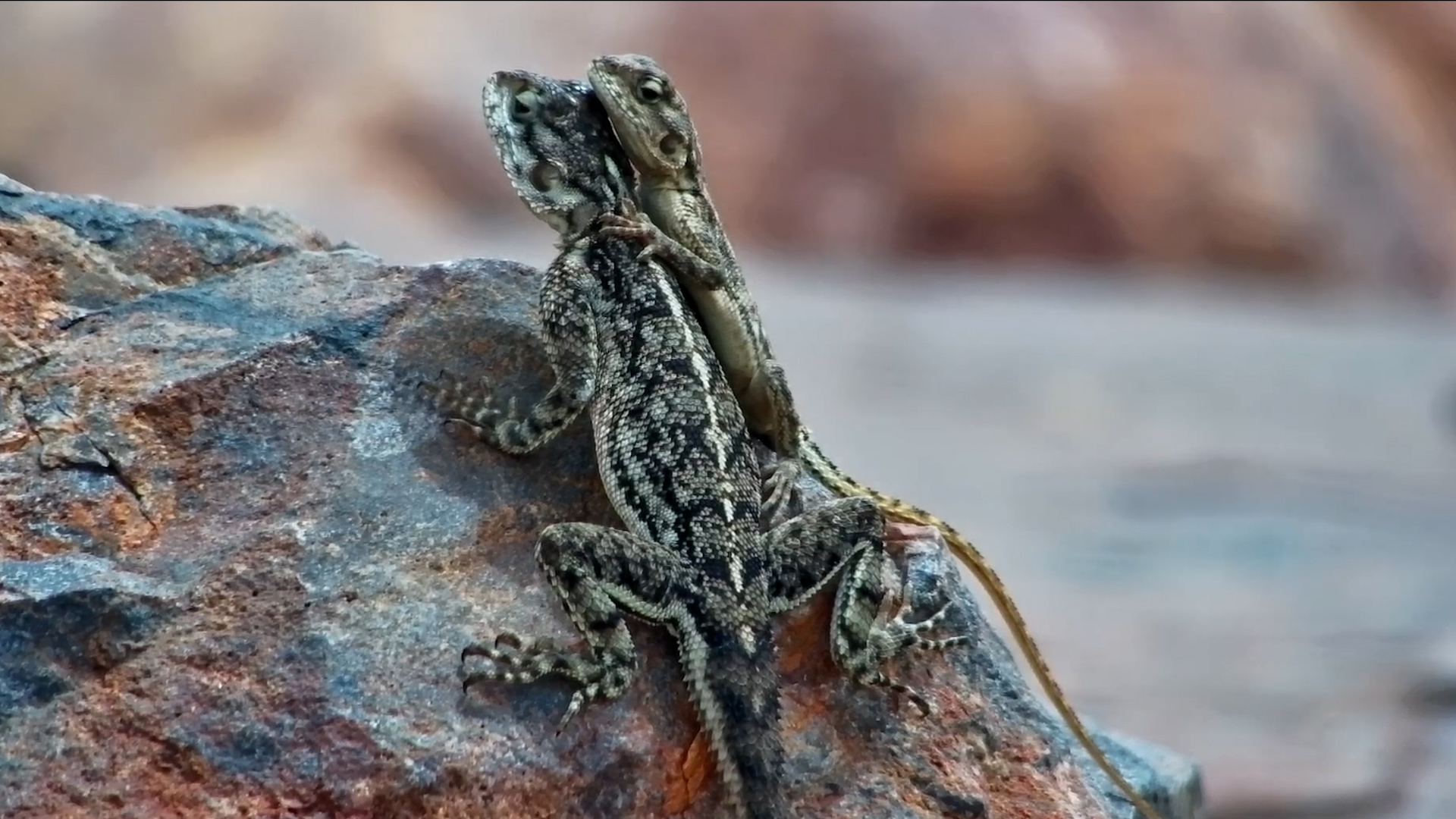 This Agama Looked Like It Was Giving a Hug