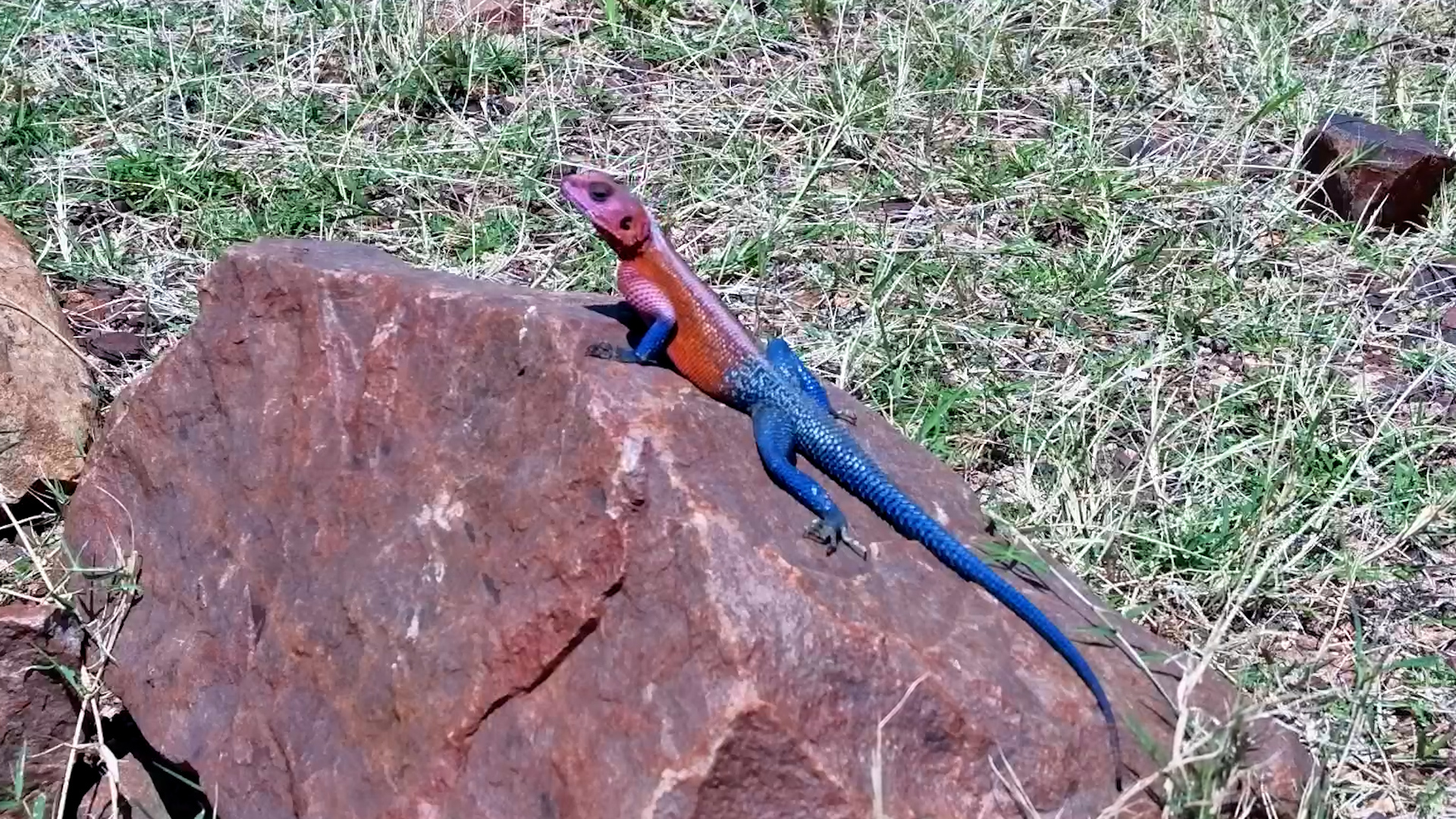 Agama Lizard Basks on the Rocks