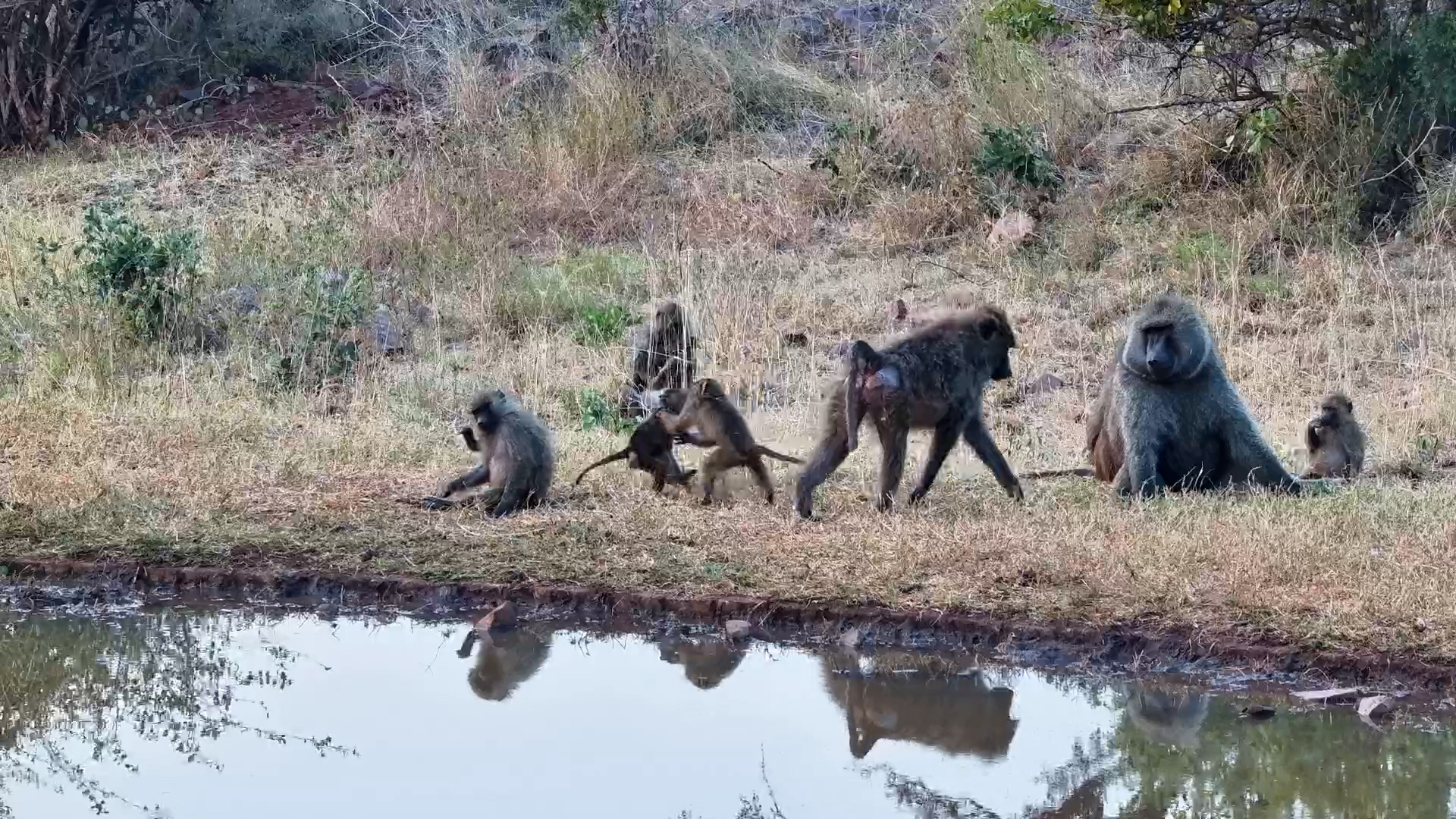 Olive Baboons Chill at Serengeti Waterhole