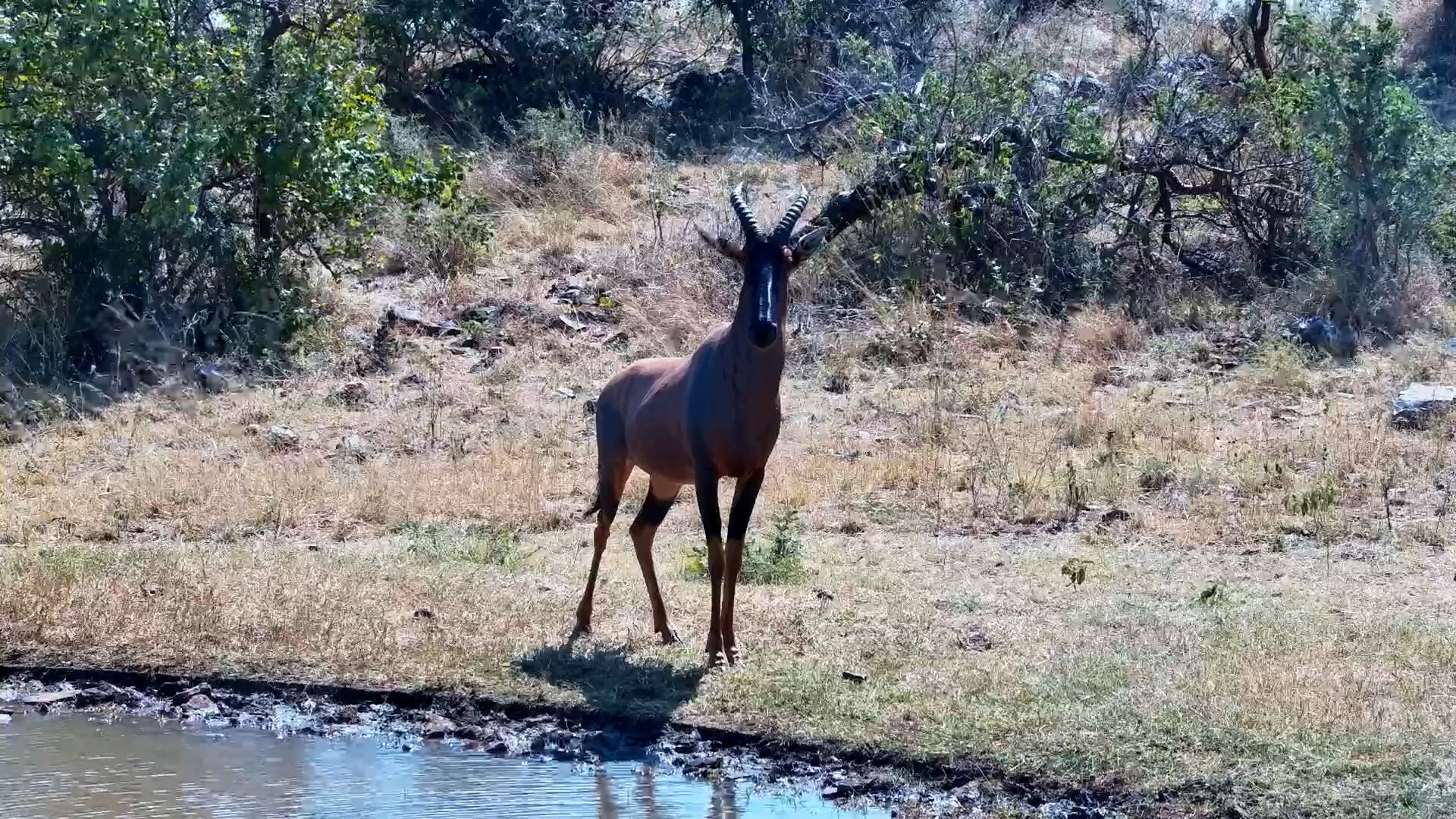 Topi and Hartebeest Meet at Serengeti Waterhole