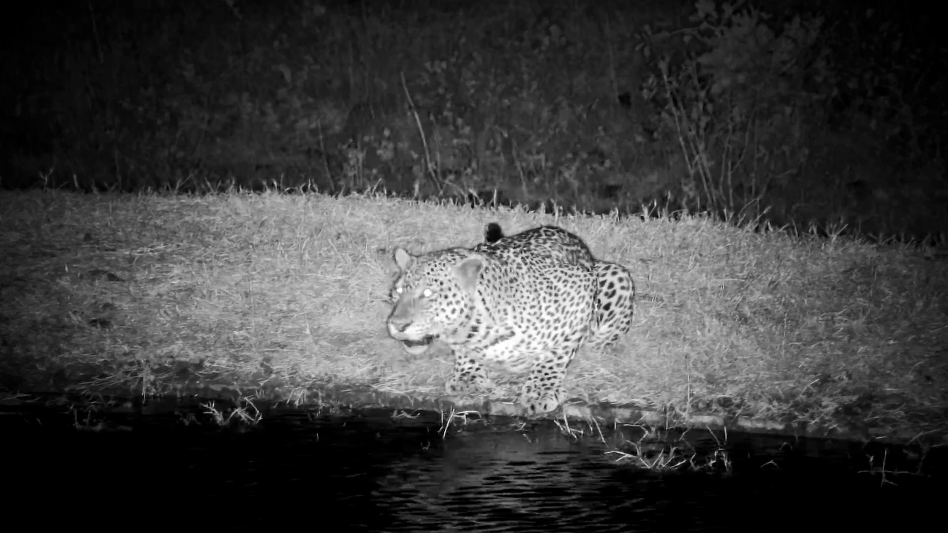 Elusive Leopard Appears at Serengeti Explorer Waterhole
