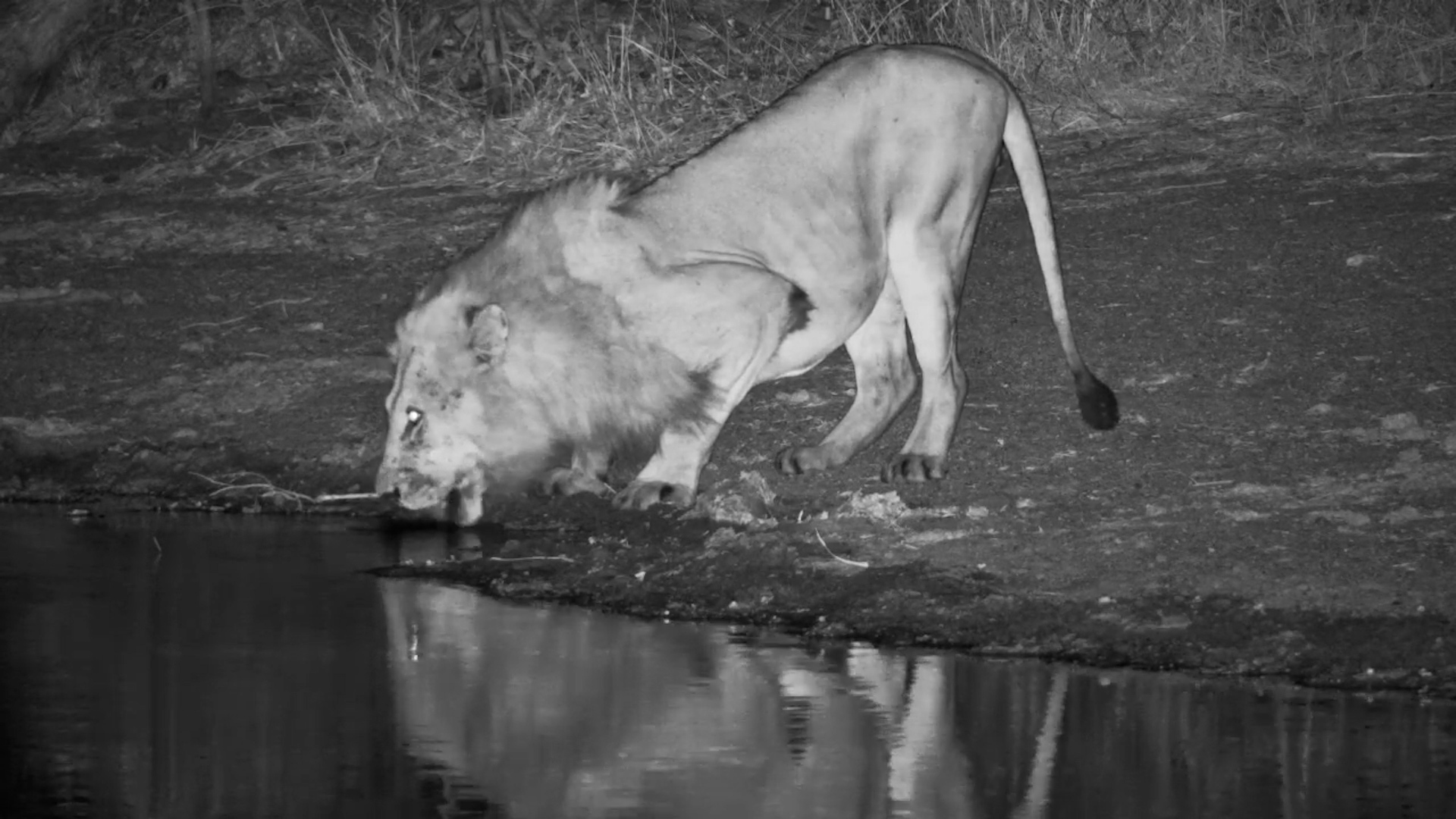 Lions Drink at Night at Simbavati Waterside