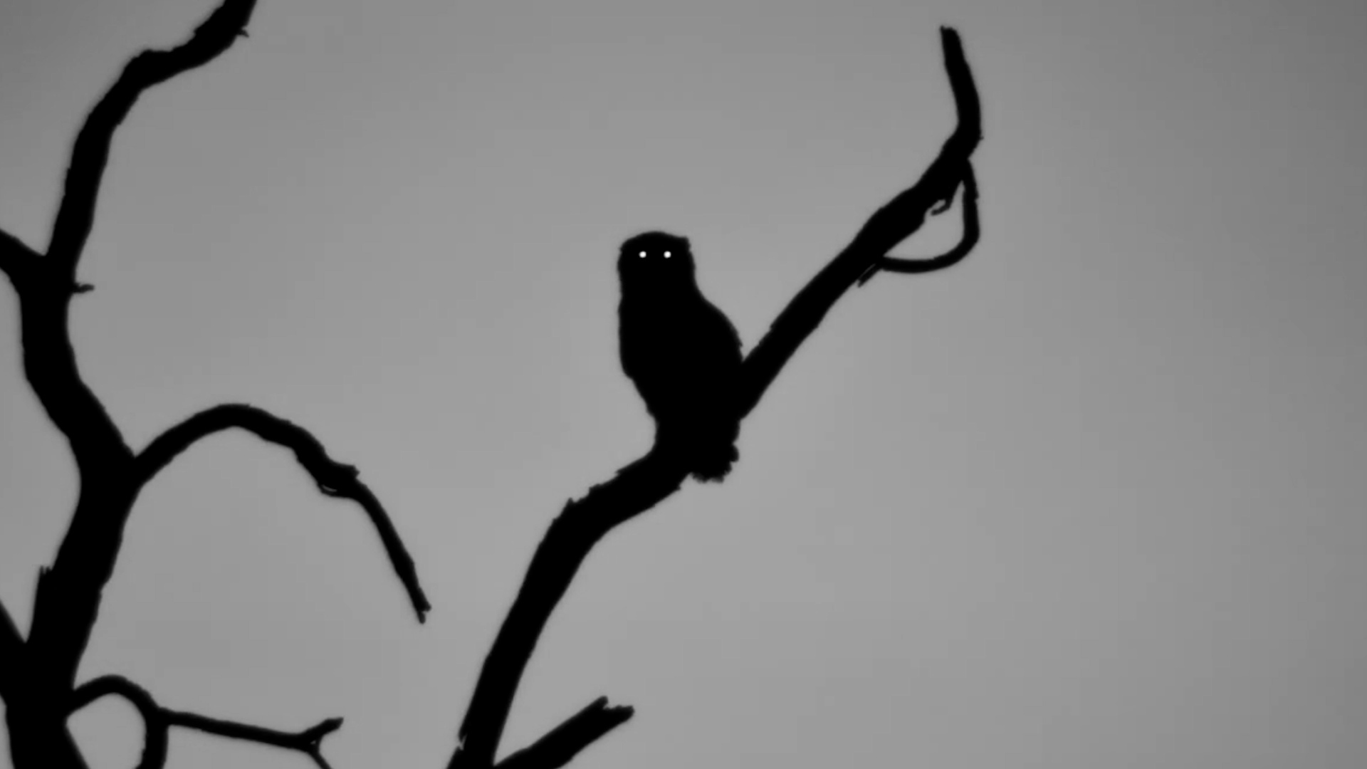 Verreaux’s Eagle-Owl Perched by the Water