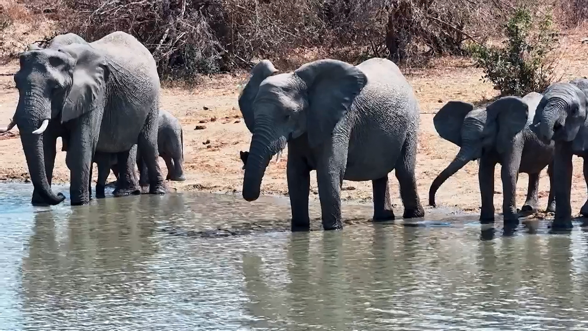 Thirsty Giants! Herd Gathers for a Drink at Simbavati