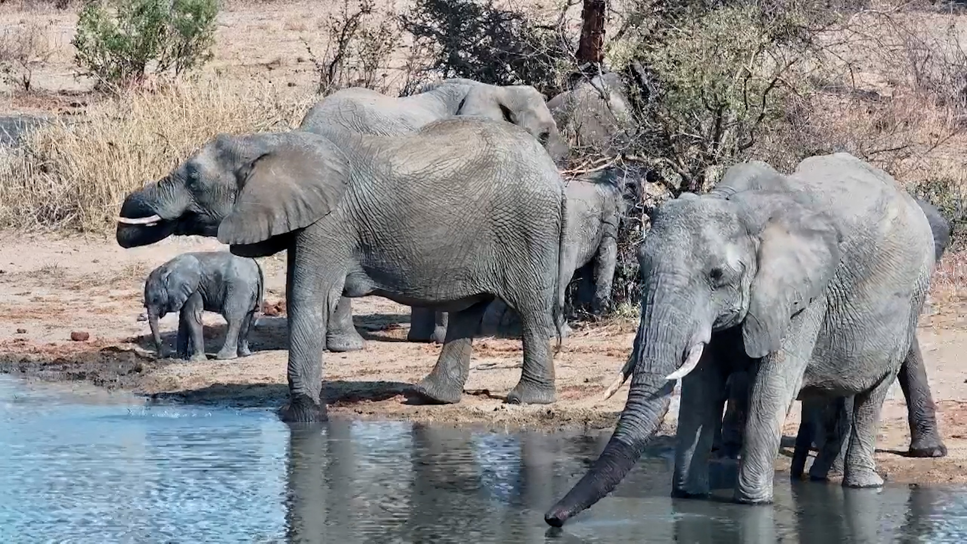 Elephant Herd Enjoys a Peaceful Drink at Simbavati Waterside