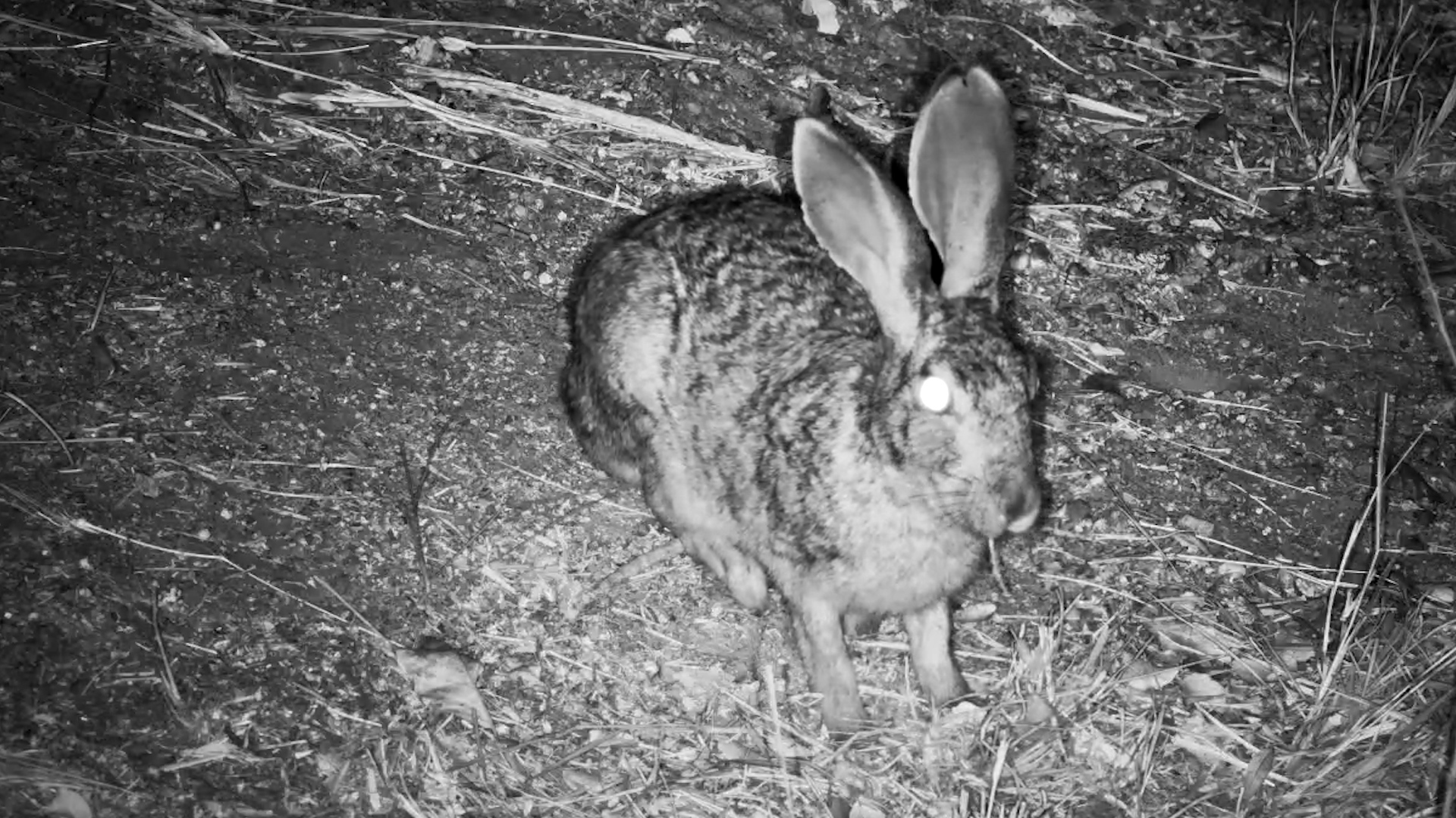 Scrub Hare Snacks at Simbavati Waterside