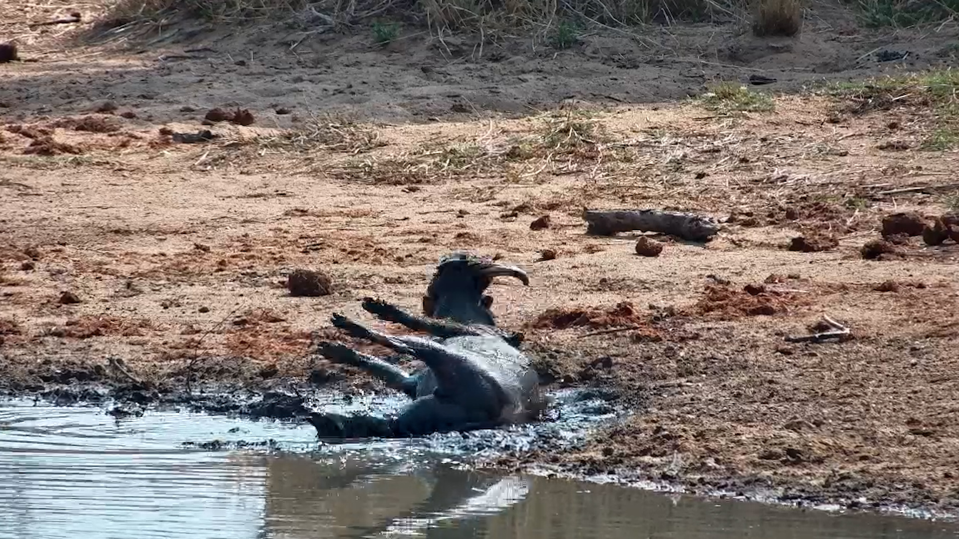Warthog Relaxes in a Mud Bath at Simbavati