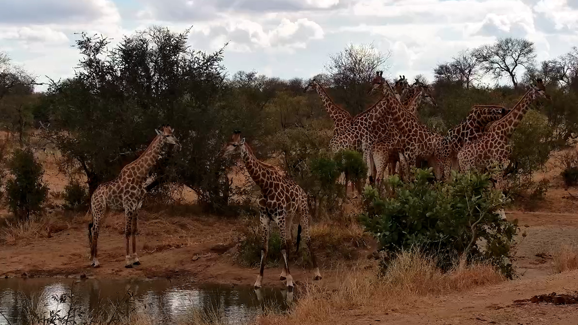 Graceful Giants Gather