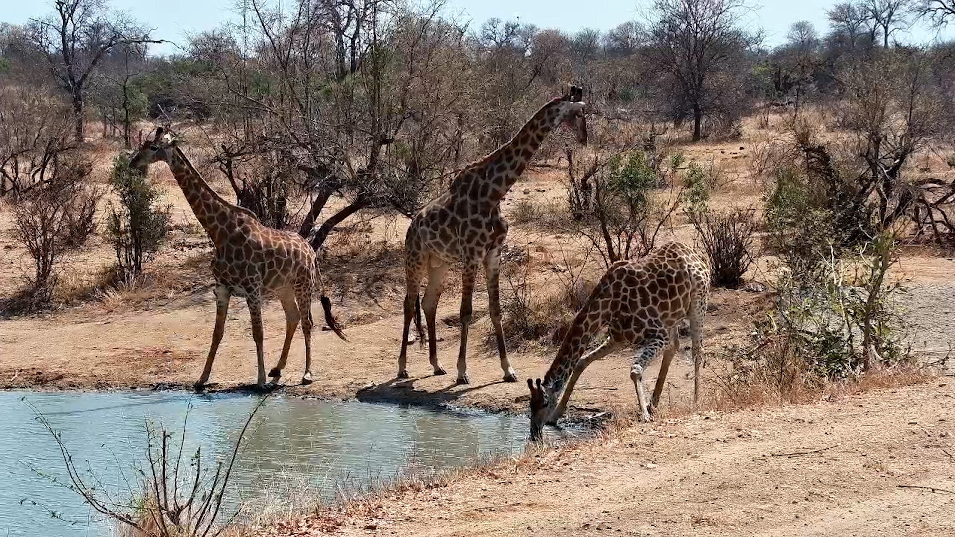 Giraffes Gather to Drink at Simbavati Waterside