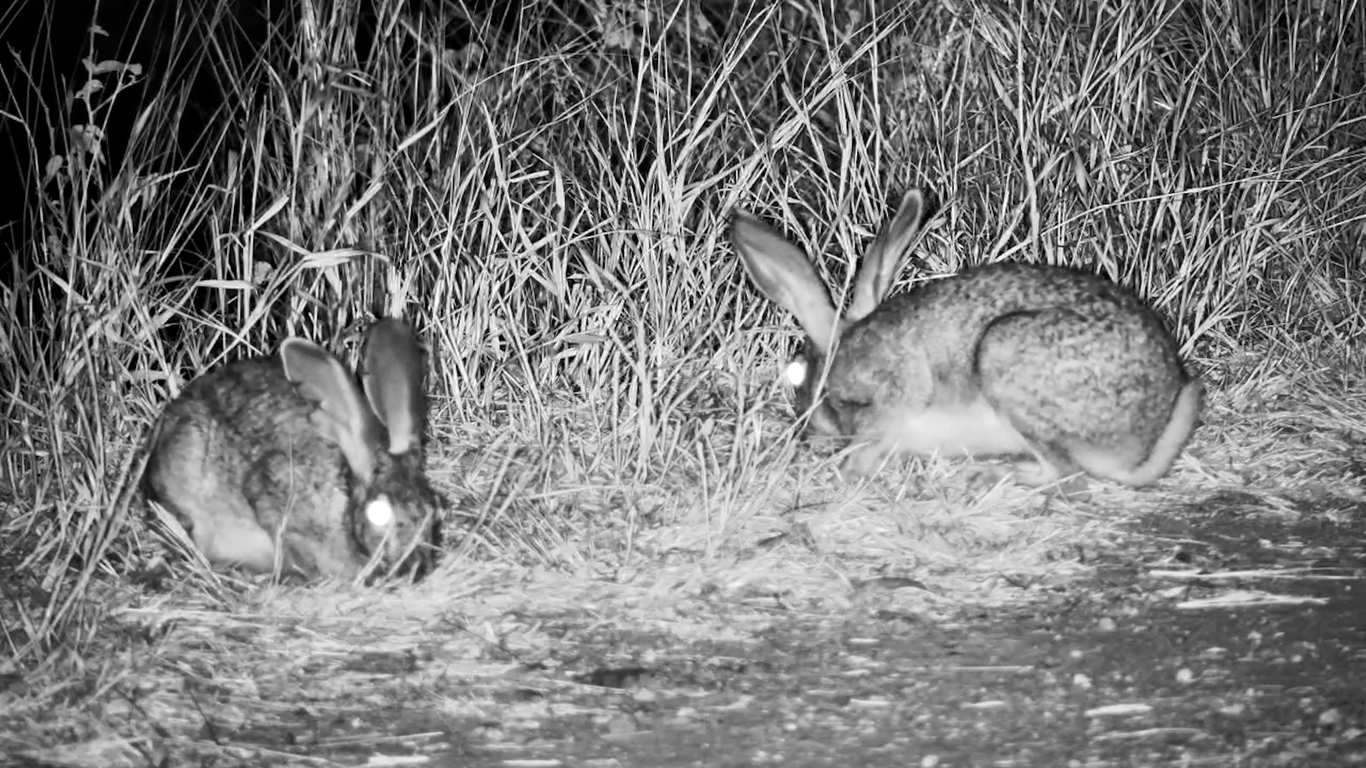 Scrub Hares Munch at Simbavati