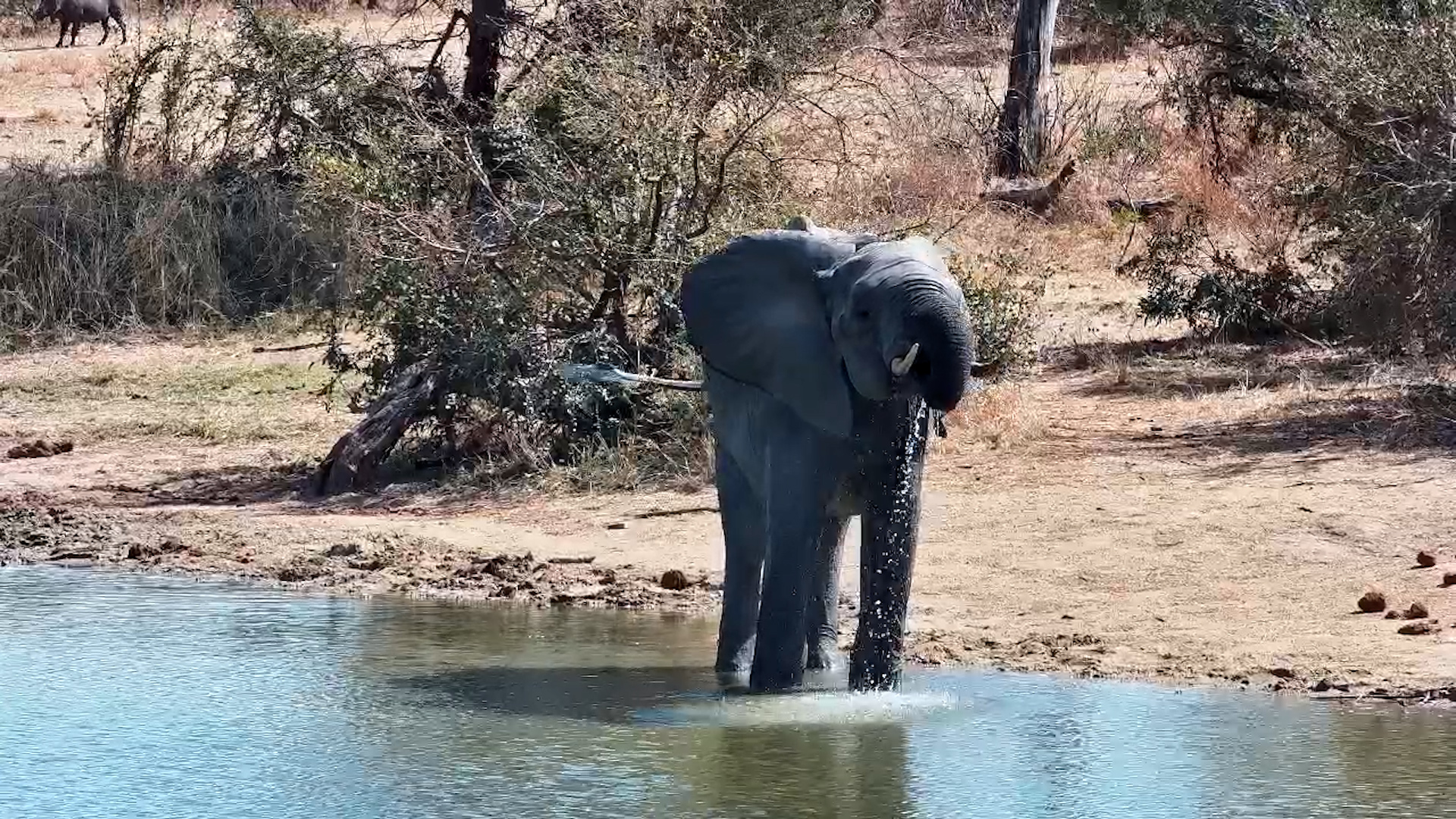Lone Elephant Bull’s Peaceful Drink
