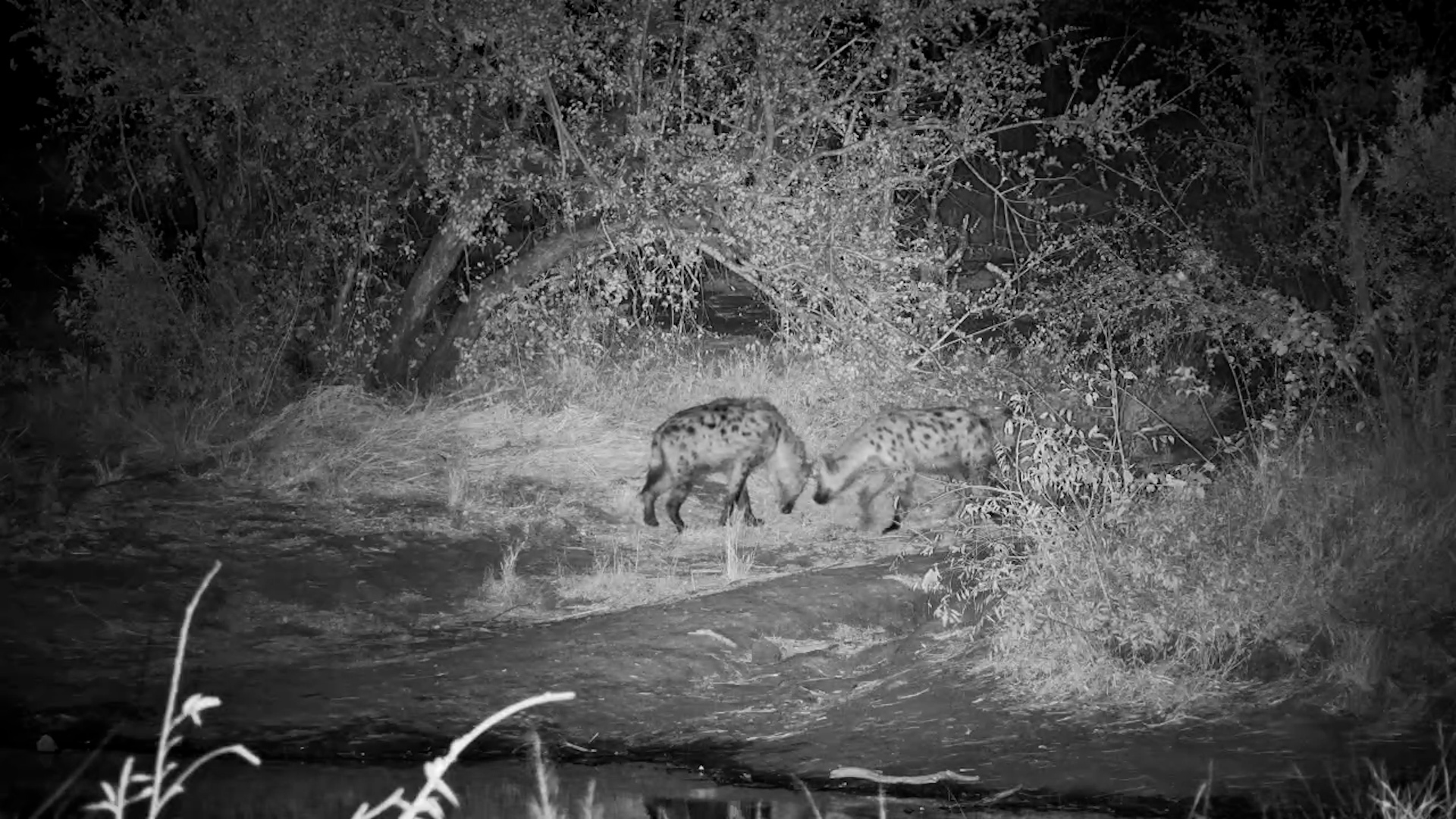 Spotted Hyenas Pass by at Simbavati Waterside