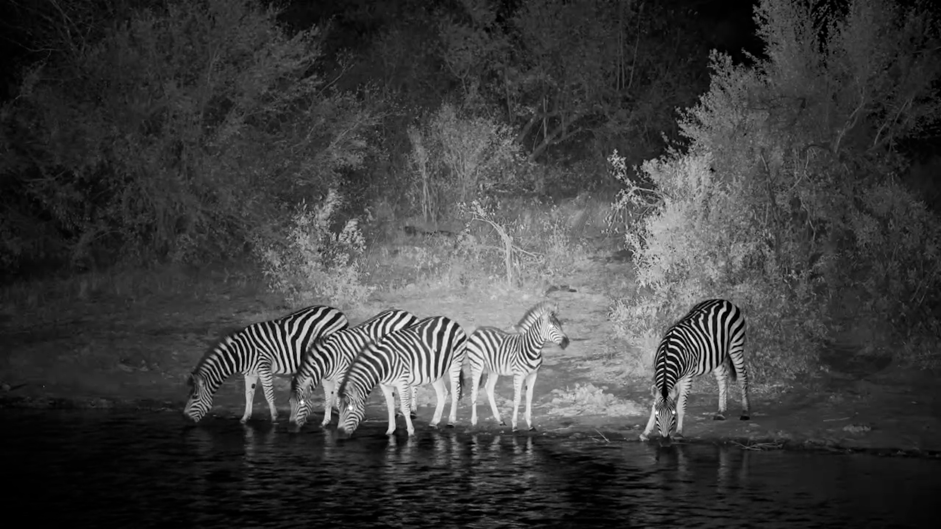 Skittish Zebra Herd Visits Simbavati Waterhole