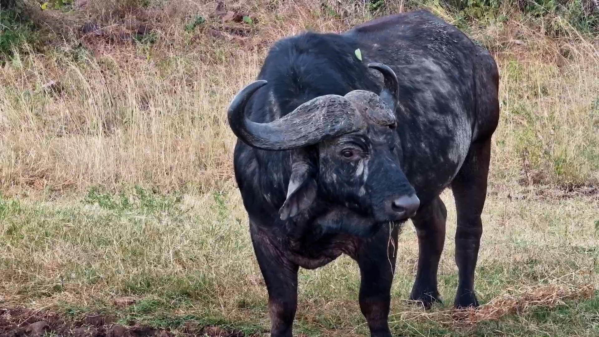 Big Boss Buffalo Quenches His Thirst