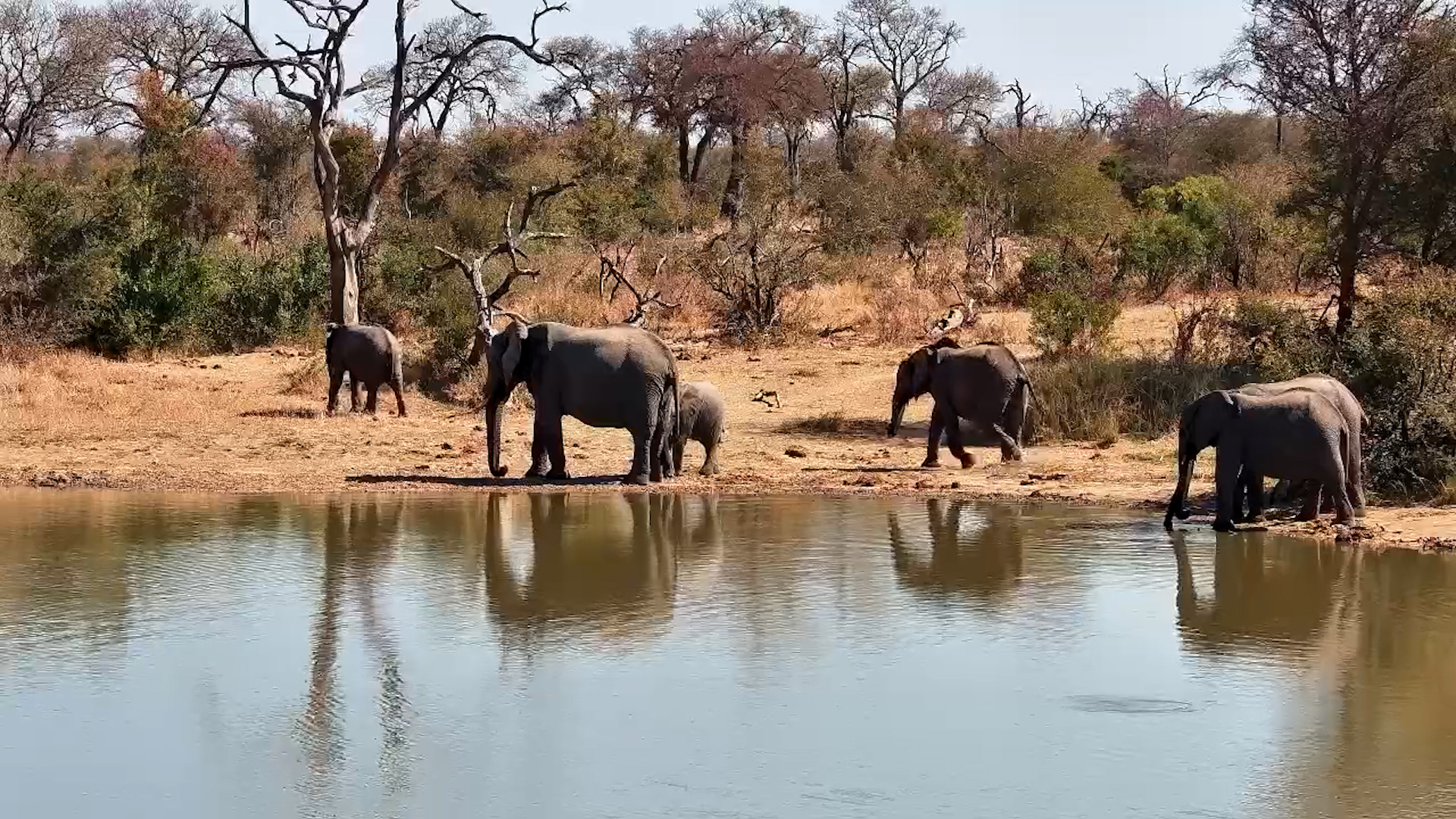 Elephants Pause for a Drink at Simbavati Waterhole
