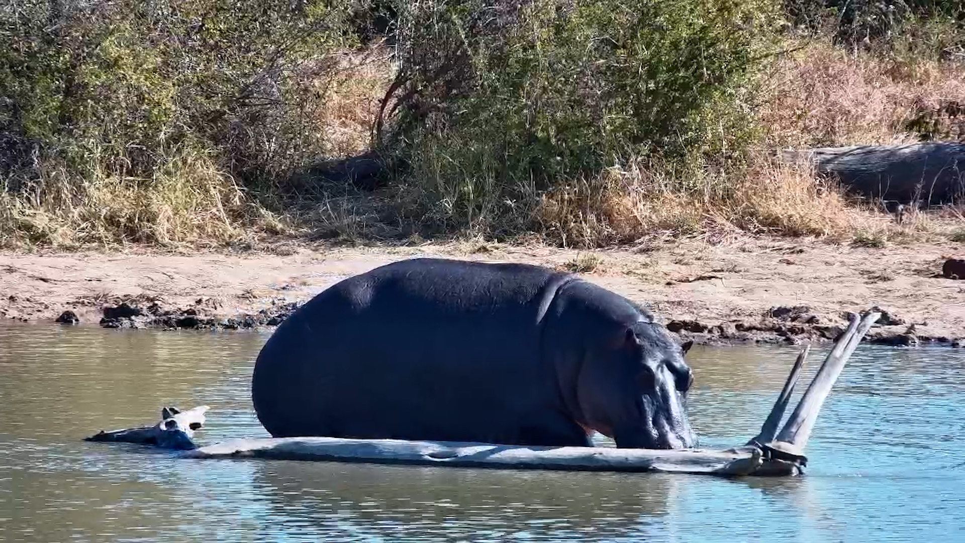 Hippo Leaves Water for a Sandy Snooze