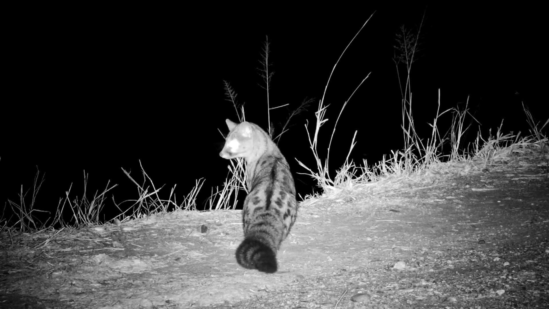 Large-Spotted Genet on the Prowl