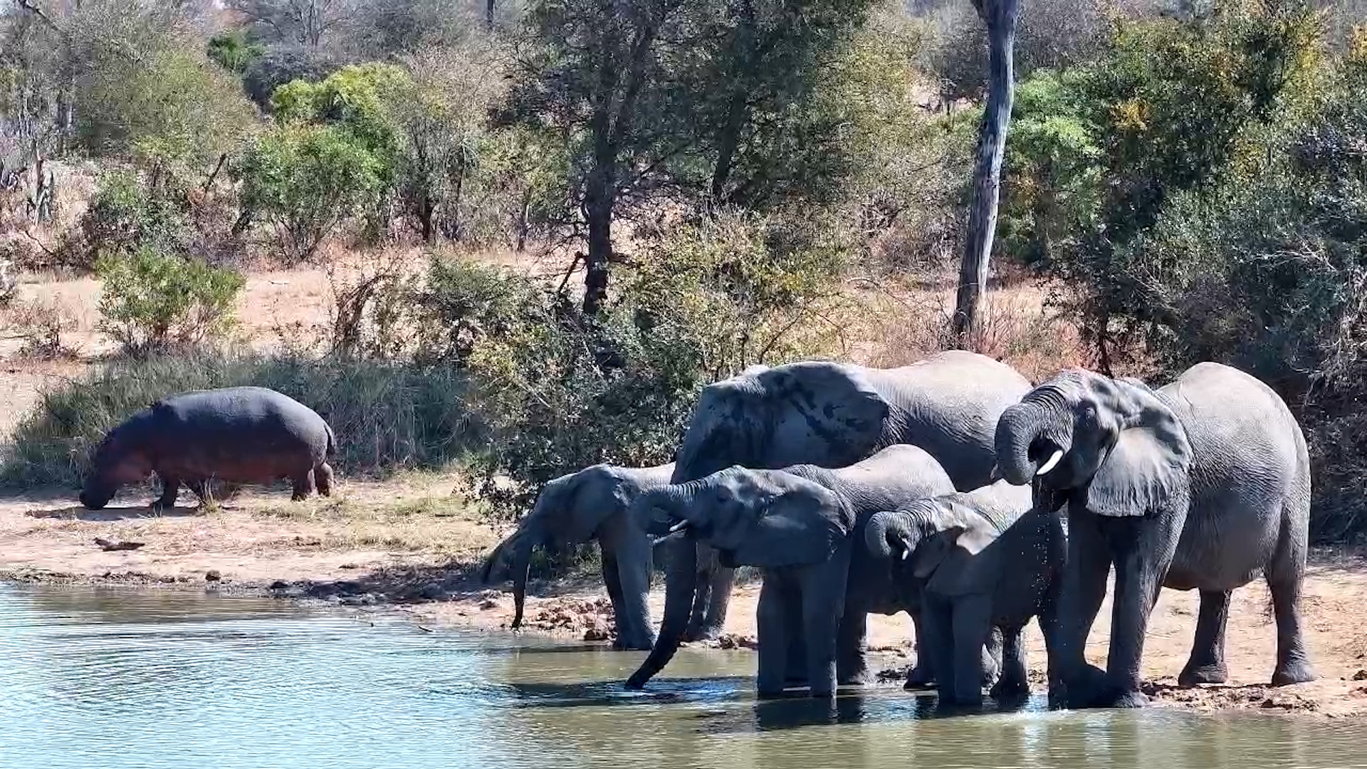 Hippo and Elephant Herd Share the Simbavati Waterside