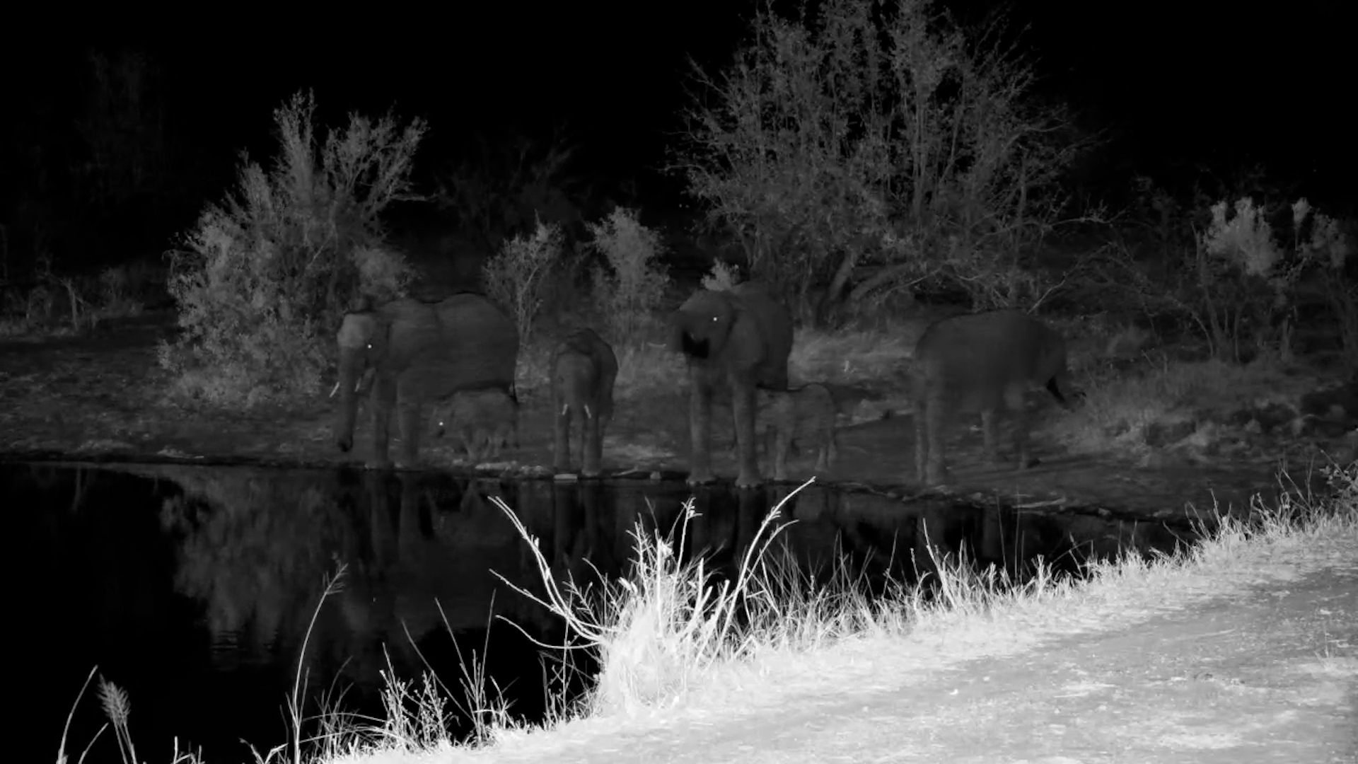 Elephants Gather at Simbavati Waterside at Night