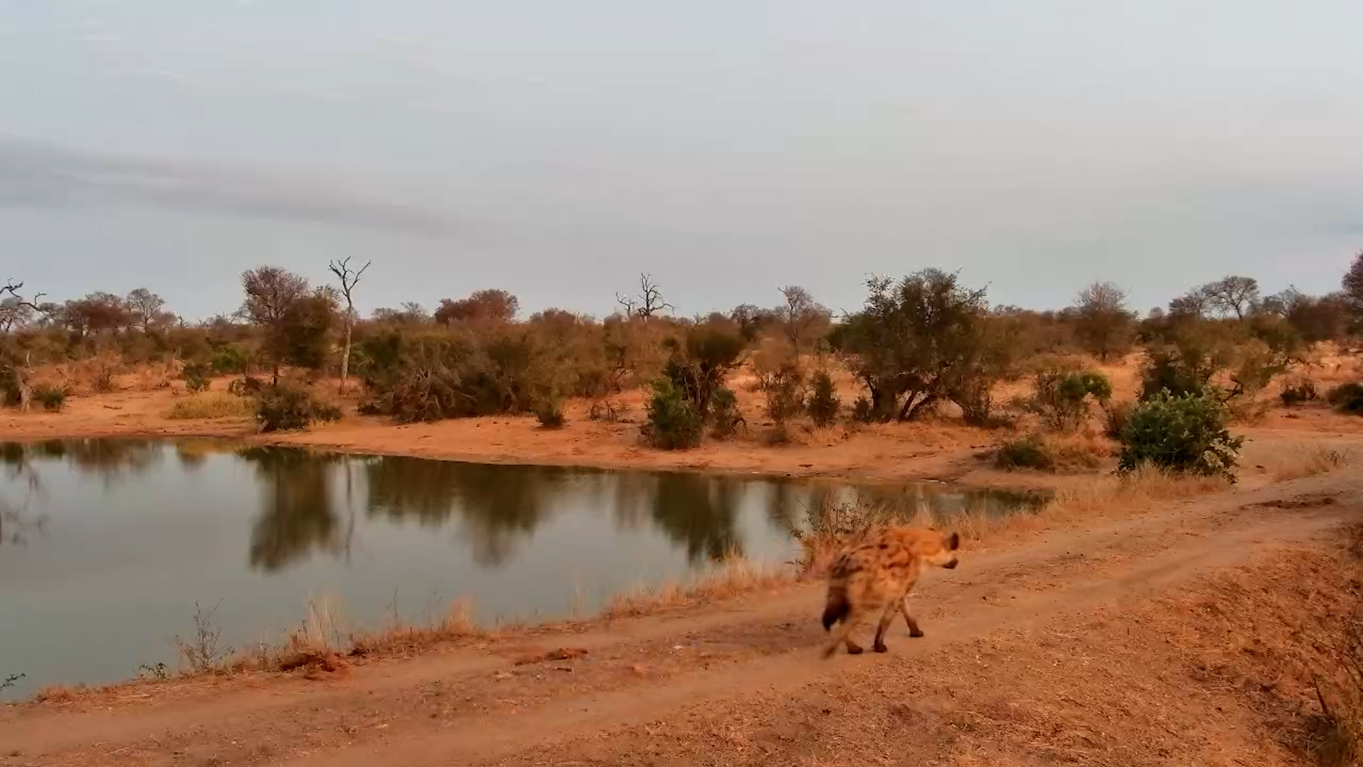 Spotted Hyenas Start Their Day with a Drink