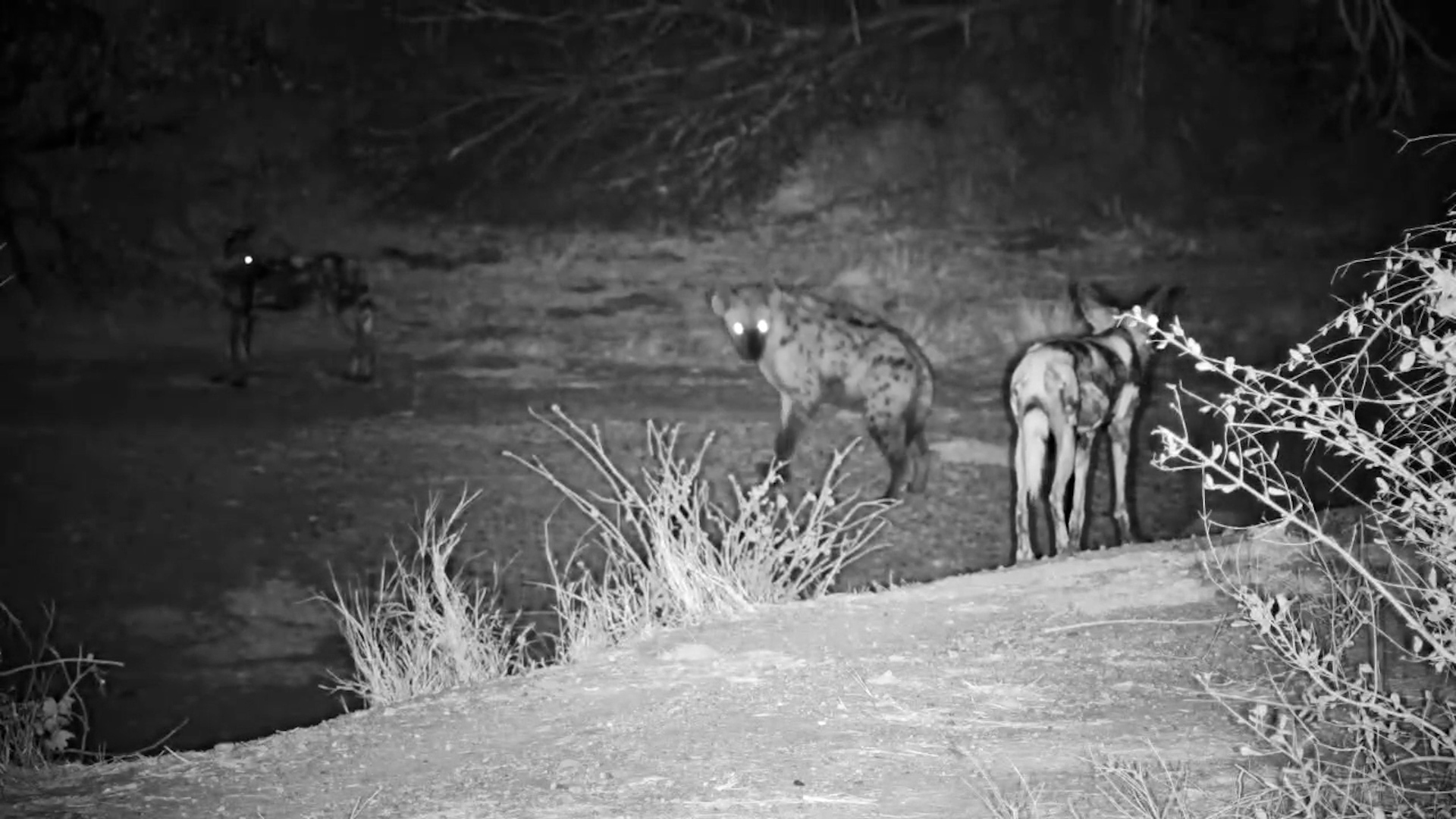 Wild Dog Pack Disturbed by Spotted Hyenas