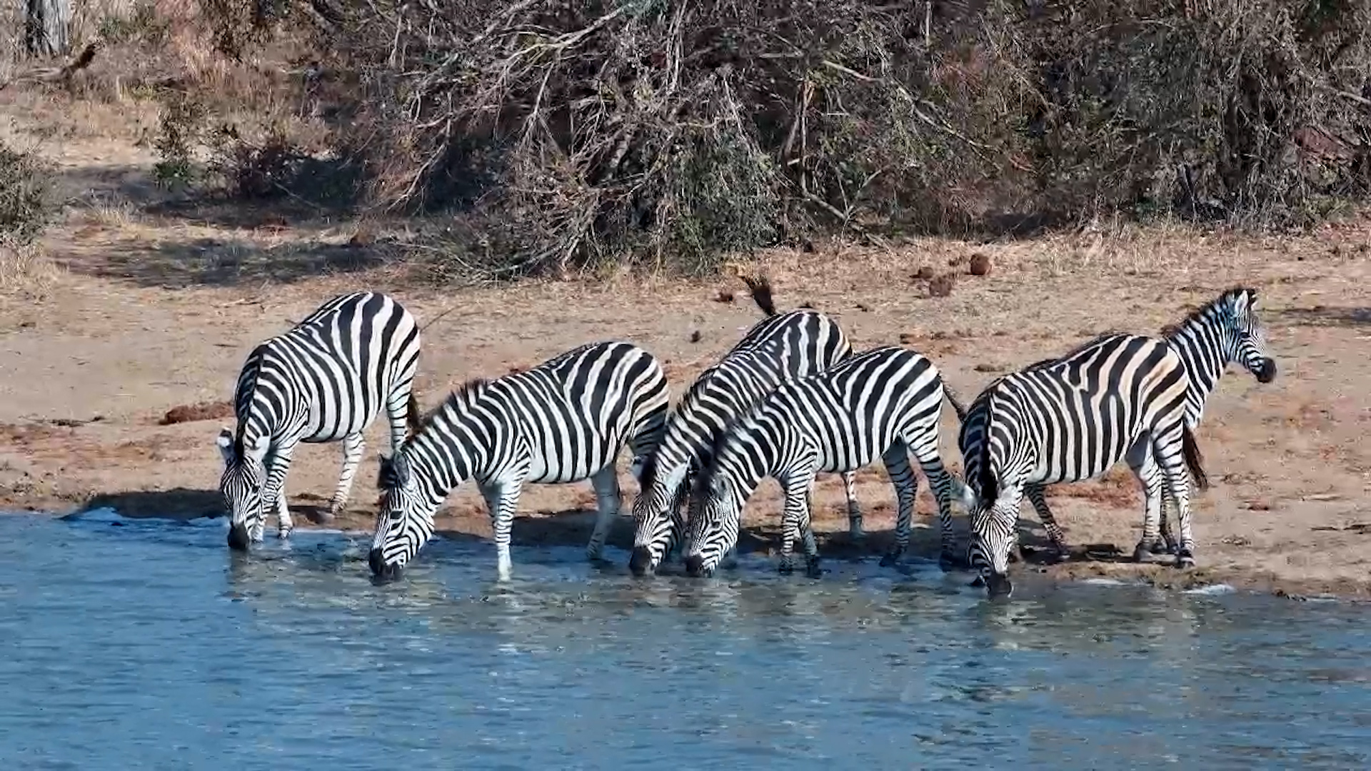 Elephants Join Zebra at Simbavati Waterhole