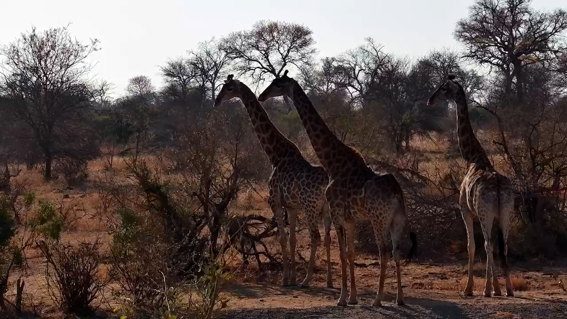Herd of Giraffes Visit Simbavati Waterside
