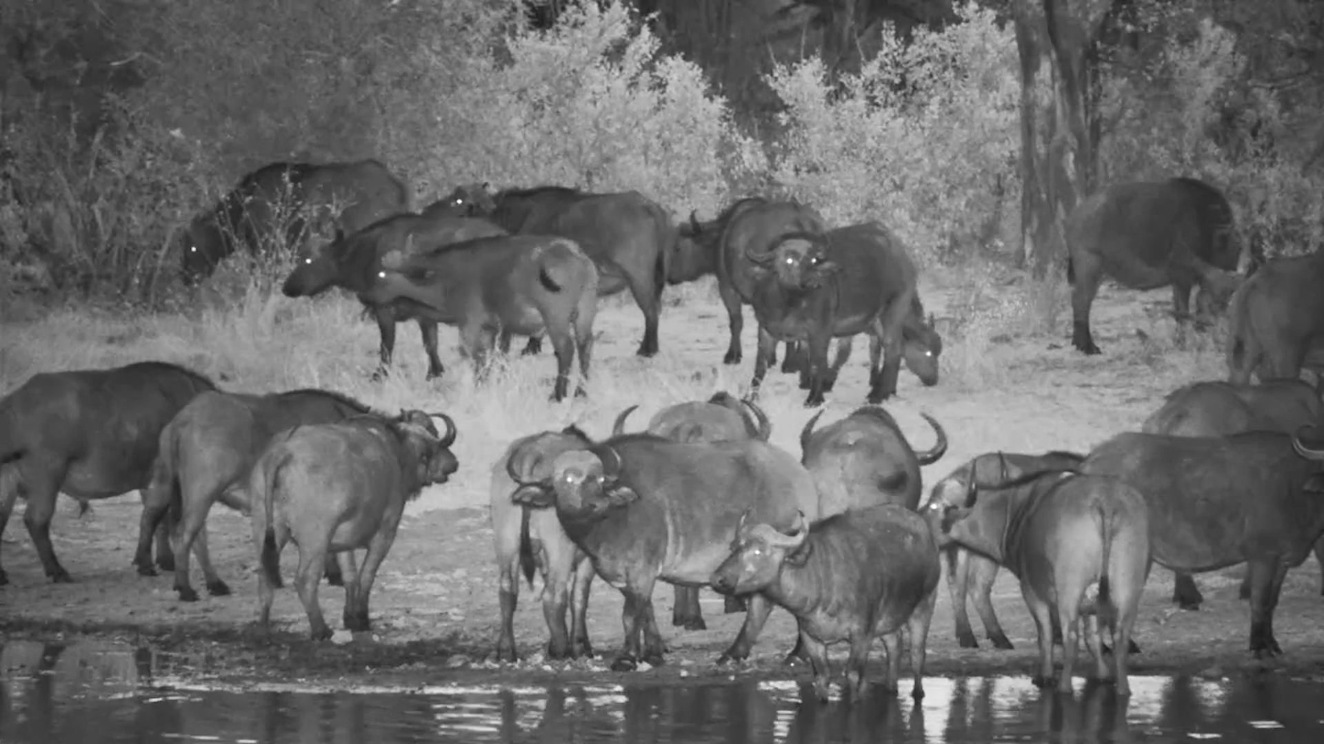 Buffalo Herd at Dusk