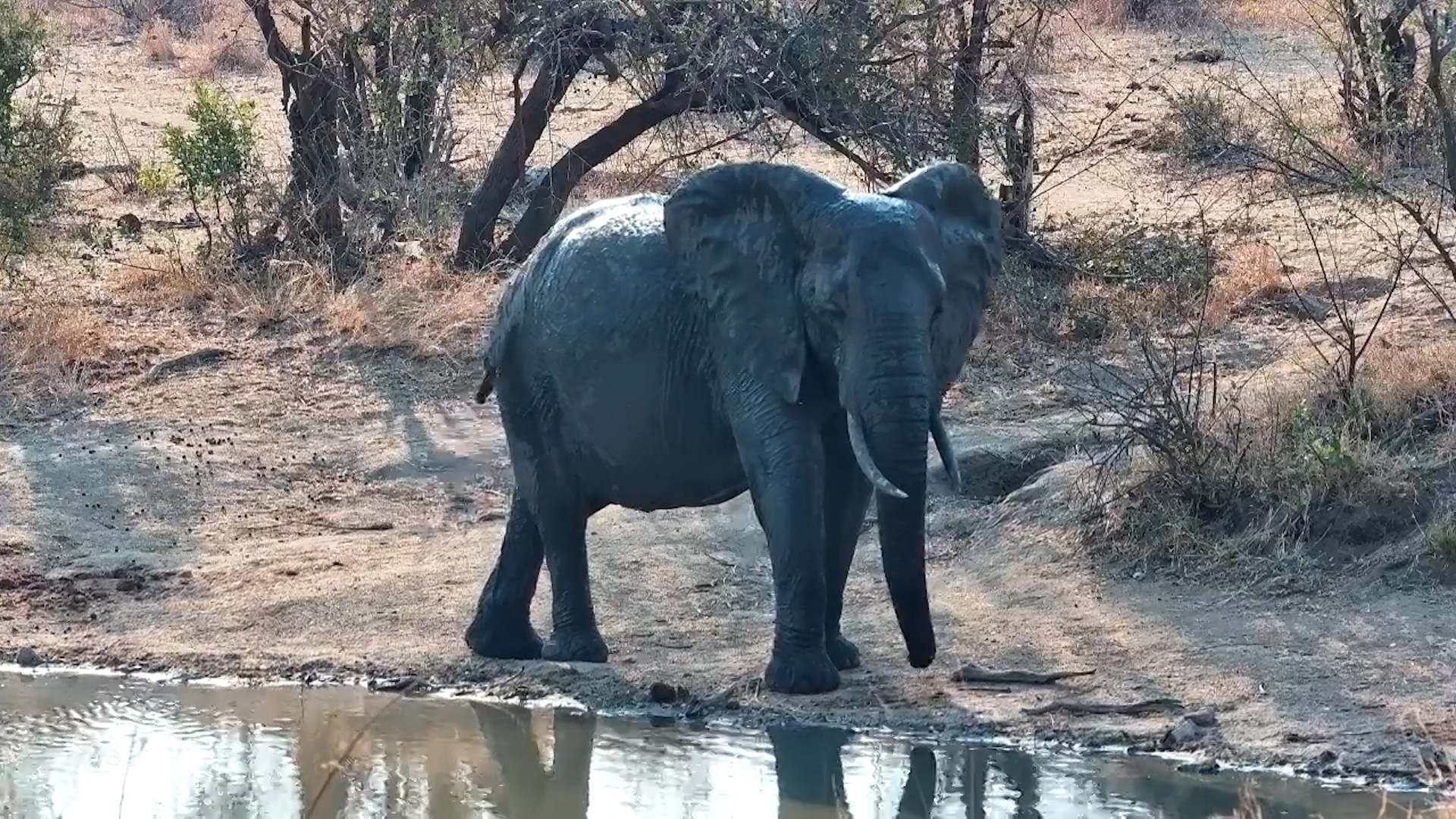 Itchy Elephant Visits Simbavati Waterside