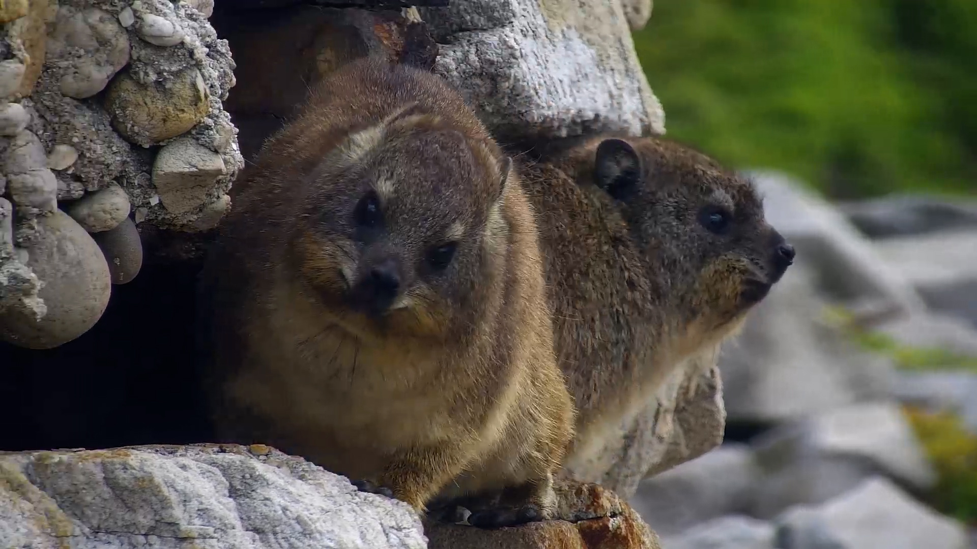 Tiny Guardians of the Rocks