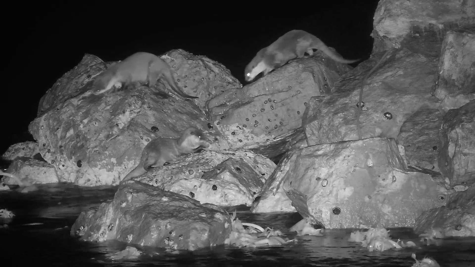 Otters Exploring the Rocks at Night