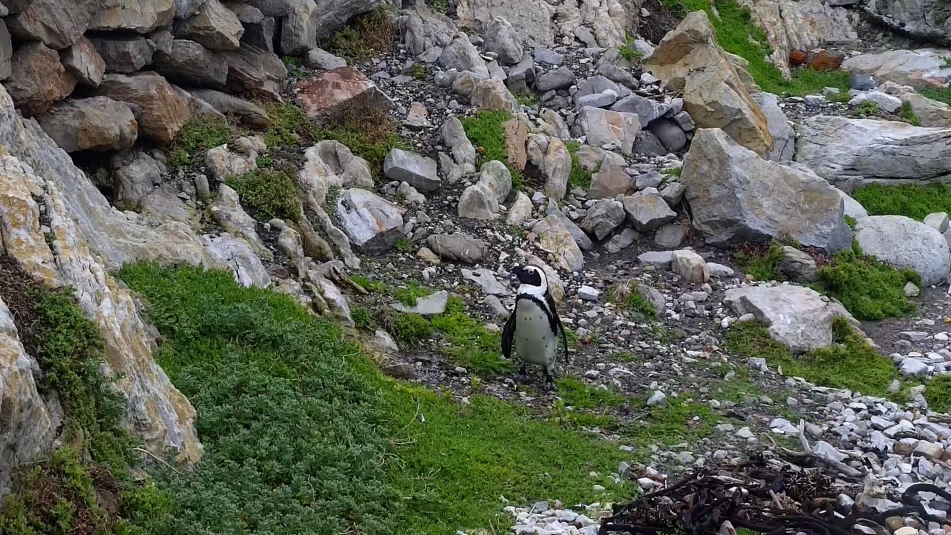 Waddling Adventure: Penguin Treks Along the Shore