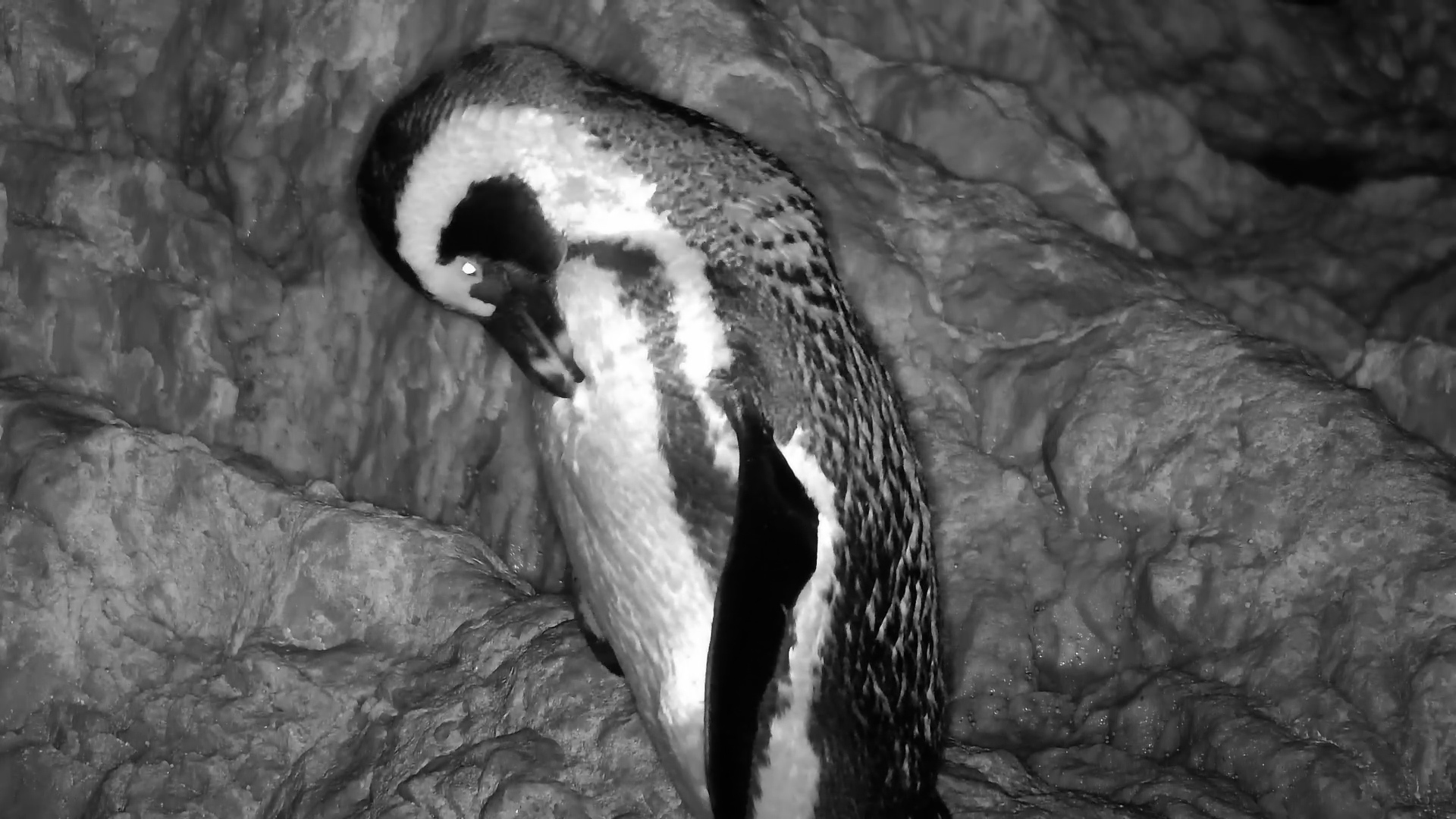 Preening Penguin’s Quiet Night Walk