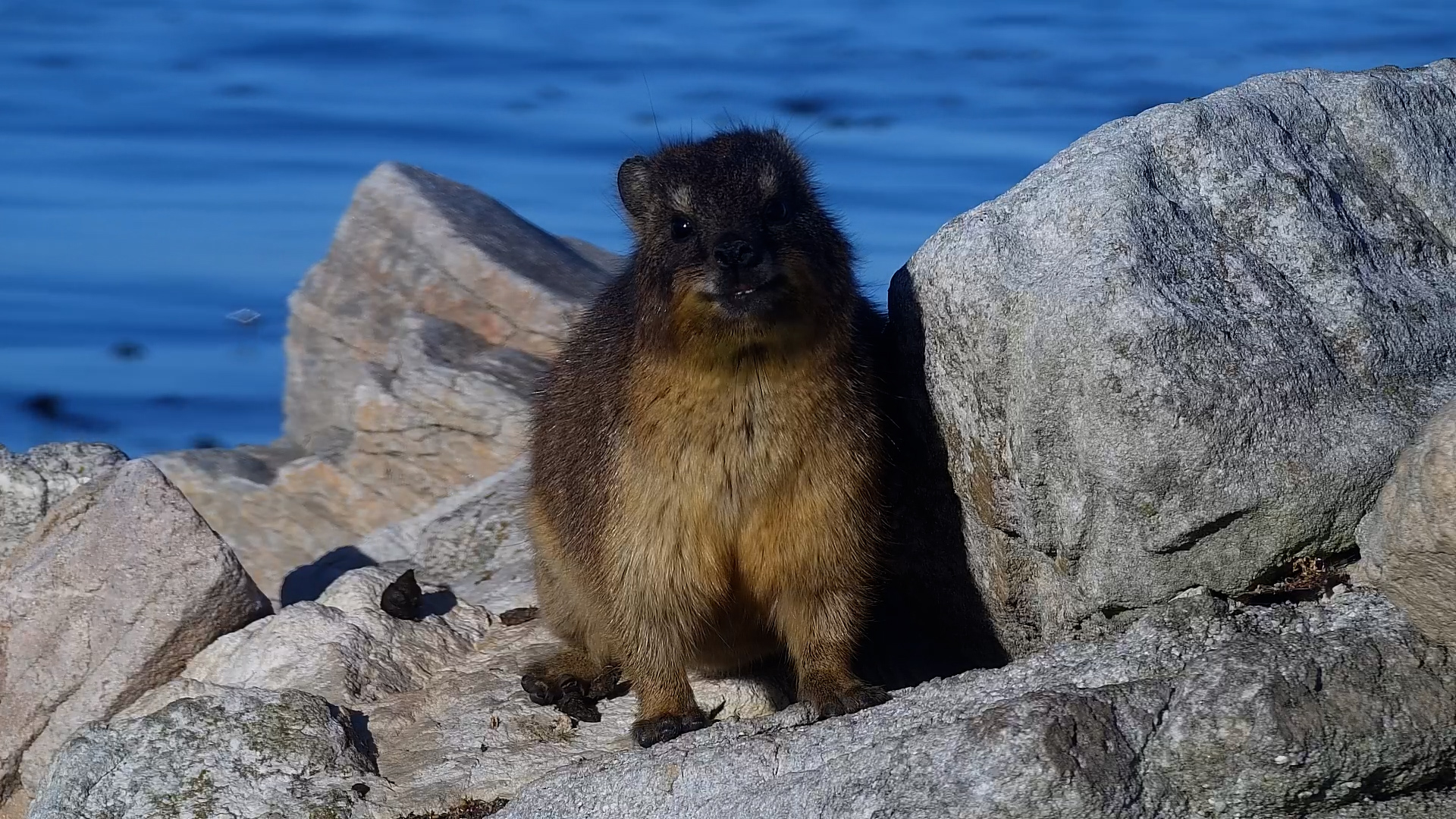 Dassie Grooming by the Seaside