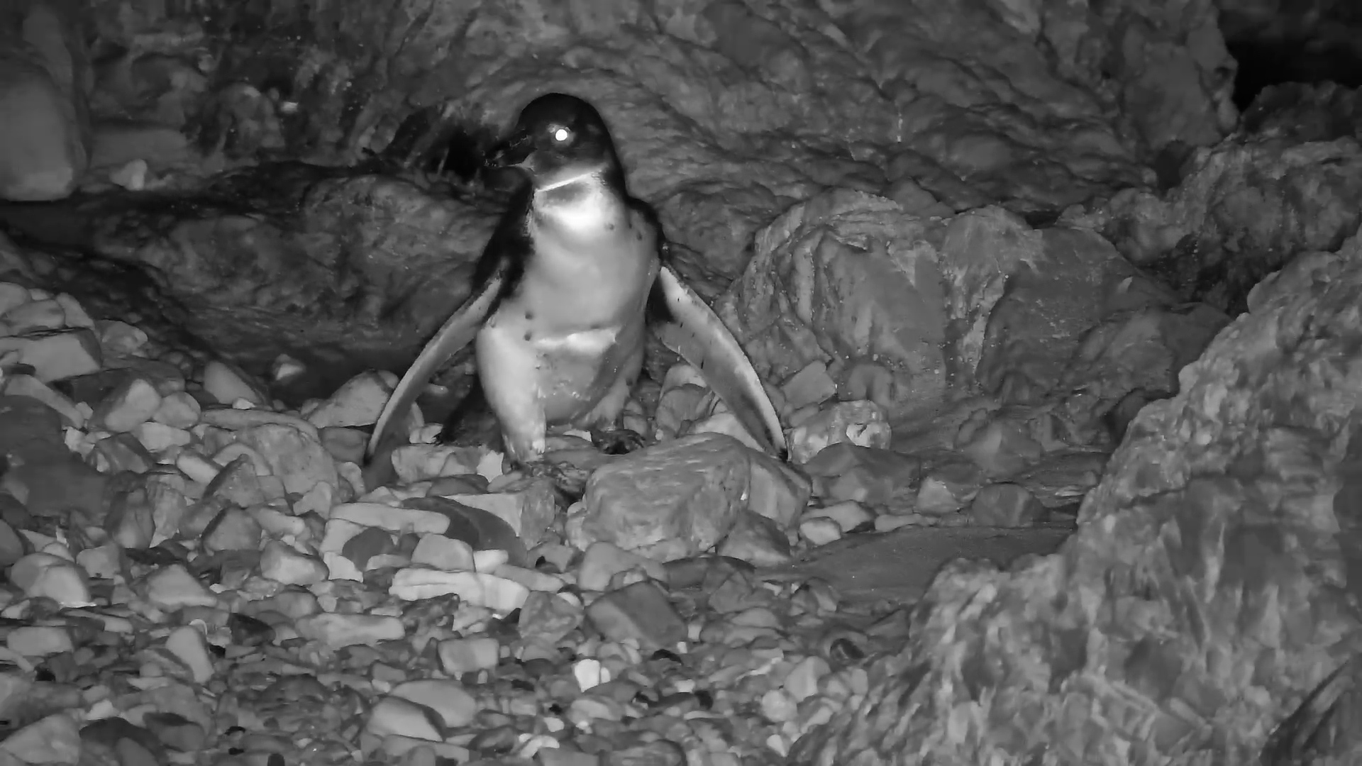 First Night Swim: Young Penguin Learns the Ropes