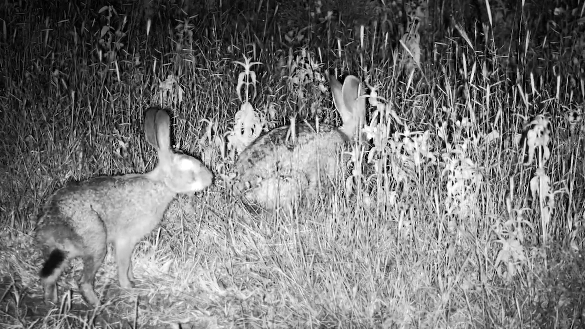 The Secret Life of Hares at Night