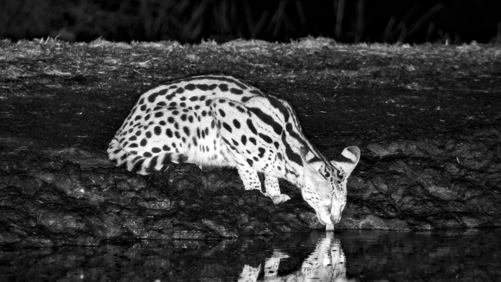Clever Serval Waits Its Turn Behind a Giant Elephant