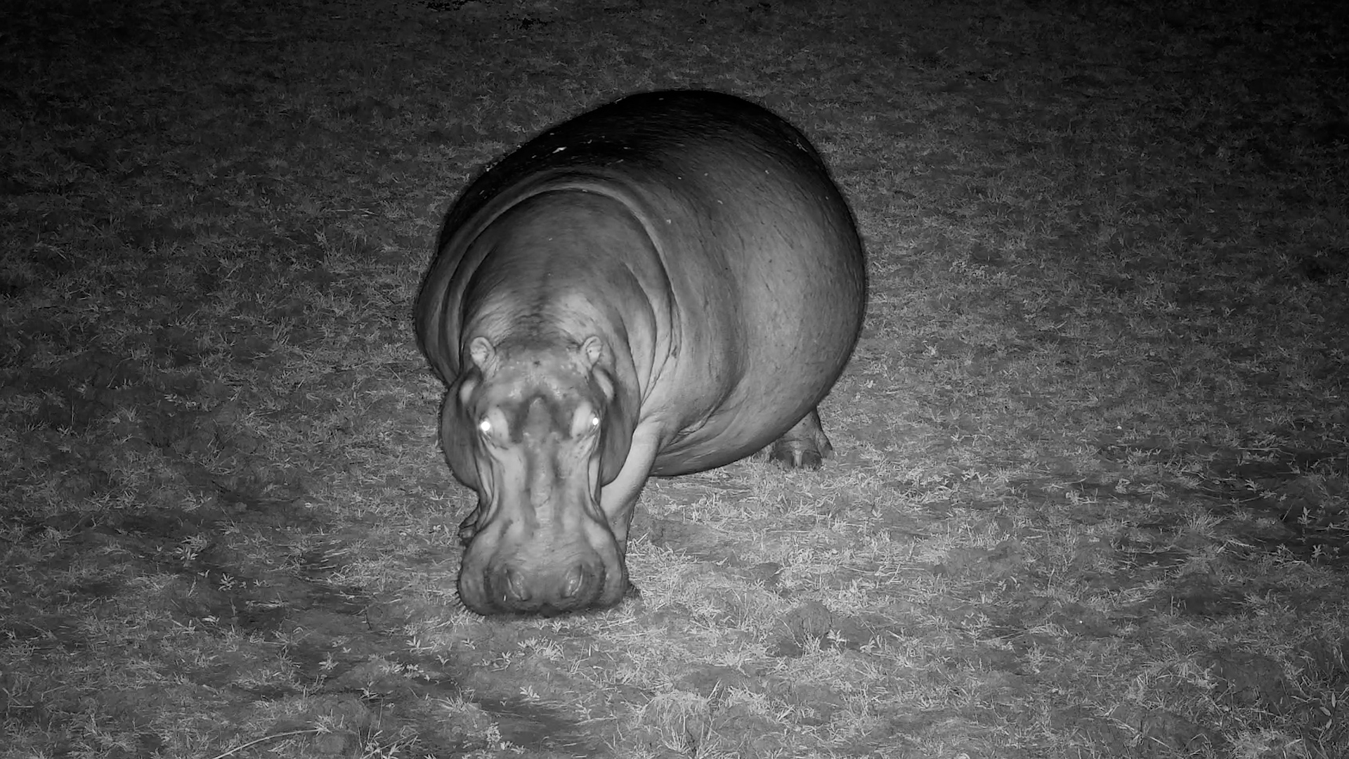 Is This Hippo Pregnant… or Just Massive?