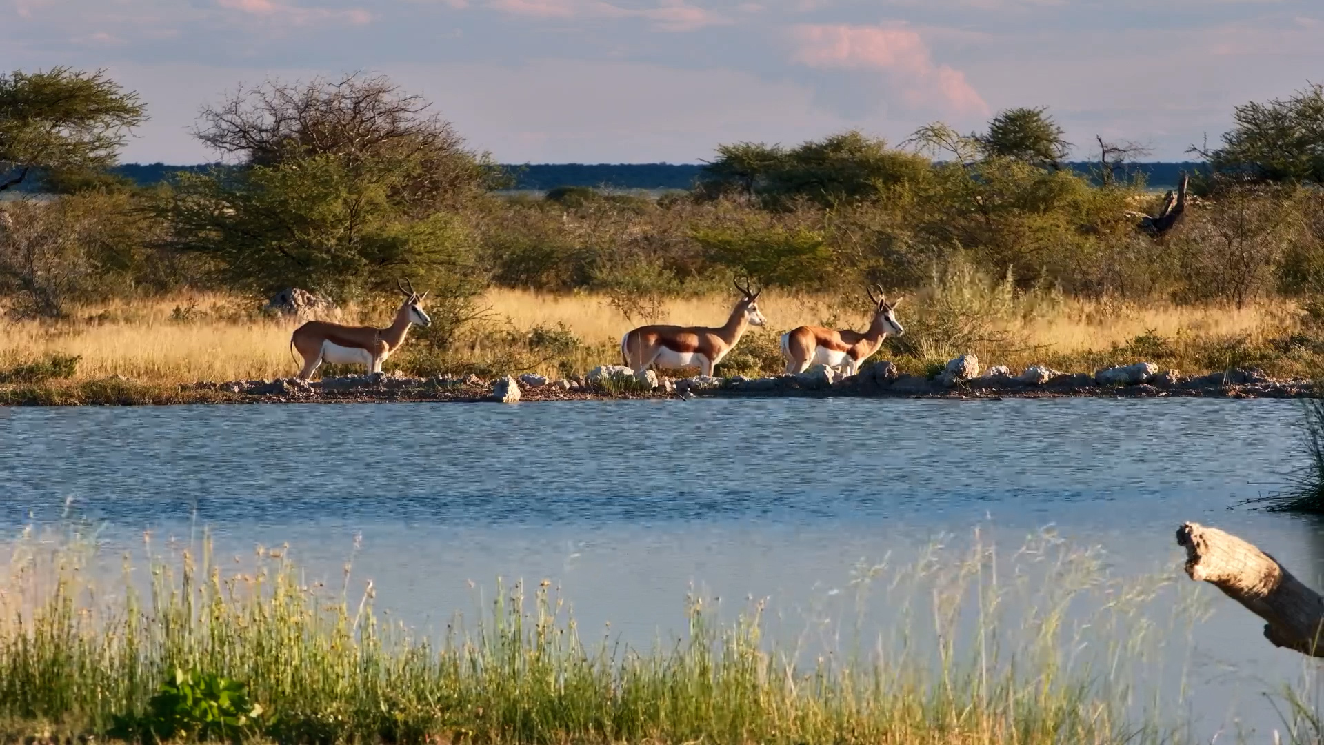 Springbok Timeout