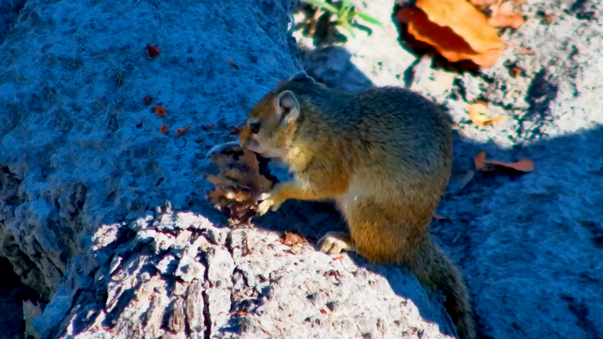 A Tree Squirrel Started Snacking Right Below the Camera