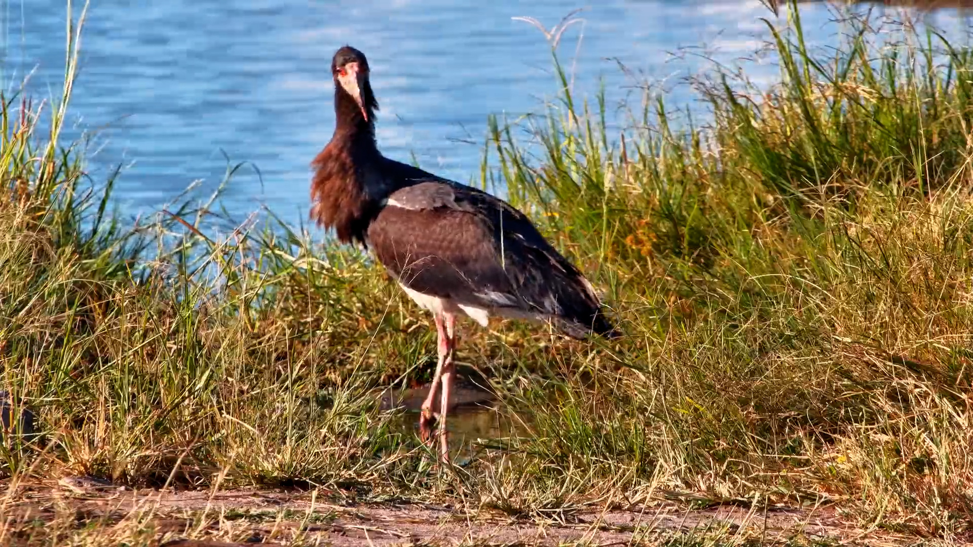 Stork With An Injured Leg