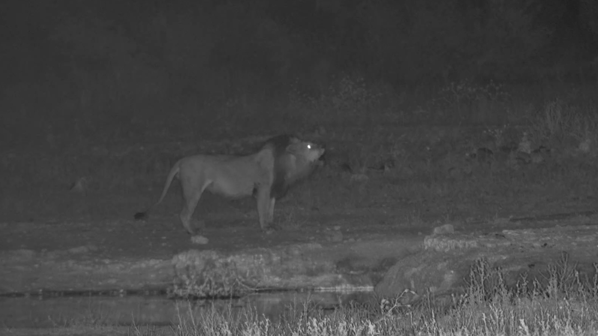 Big Male Drinks at Tau Waterhole After Dark