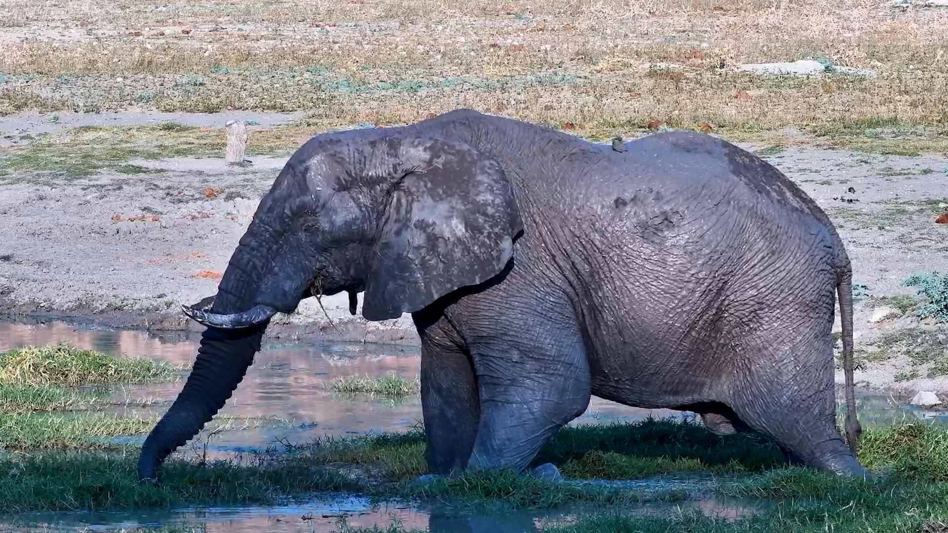 Lone Elephant Dips Toes and Snacks In The Water