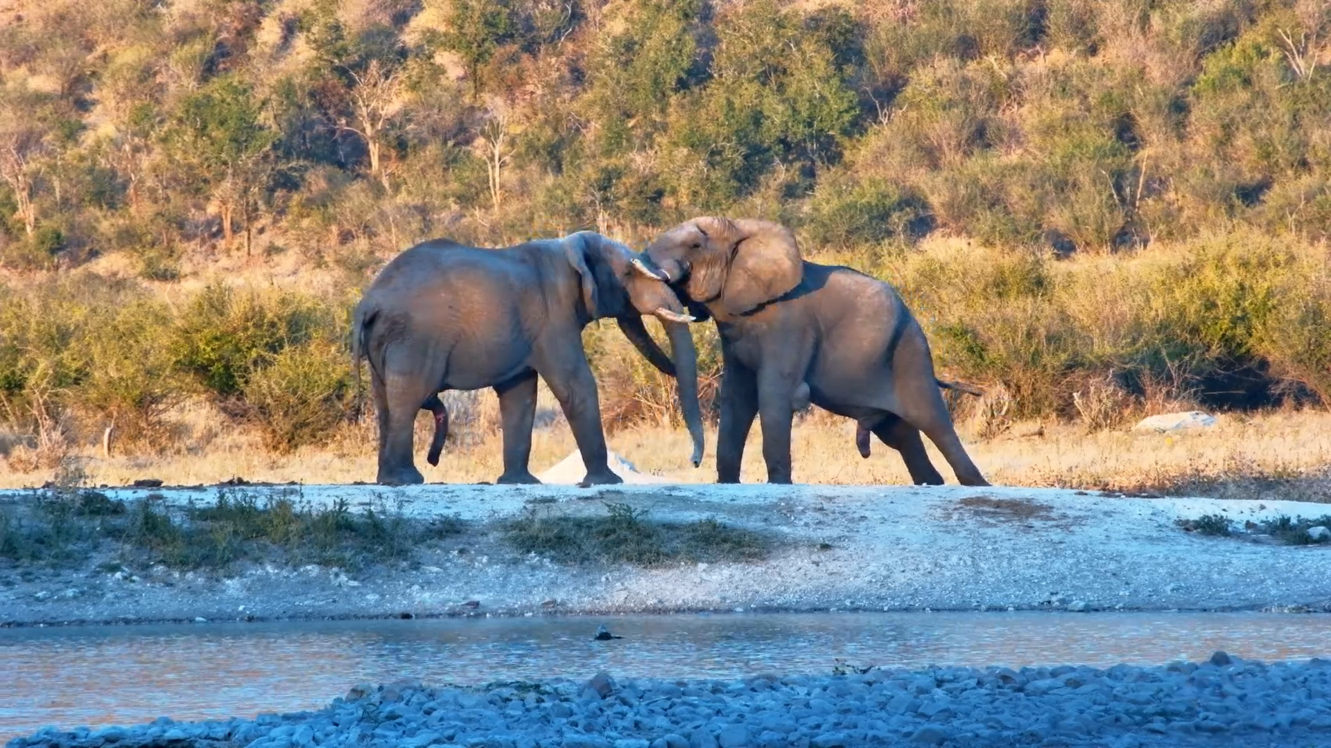 Power Struggle: Elephant Bulls Battle at the Waterhole