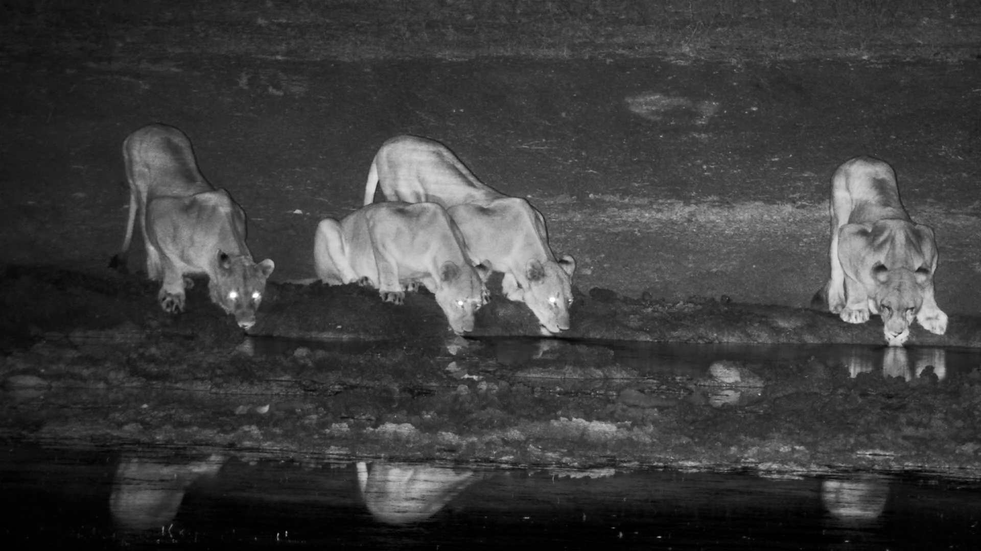 Pride of Lions Arrives at Tau Waterhole at Night